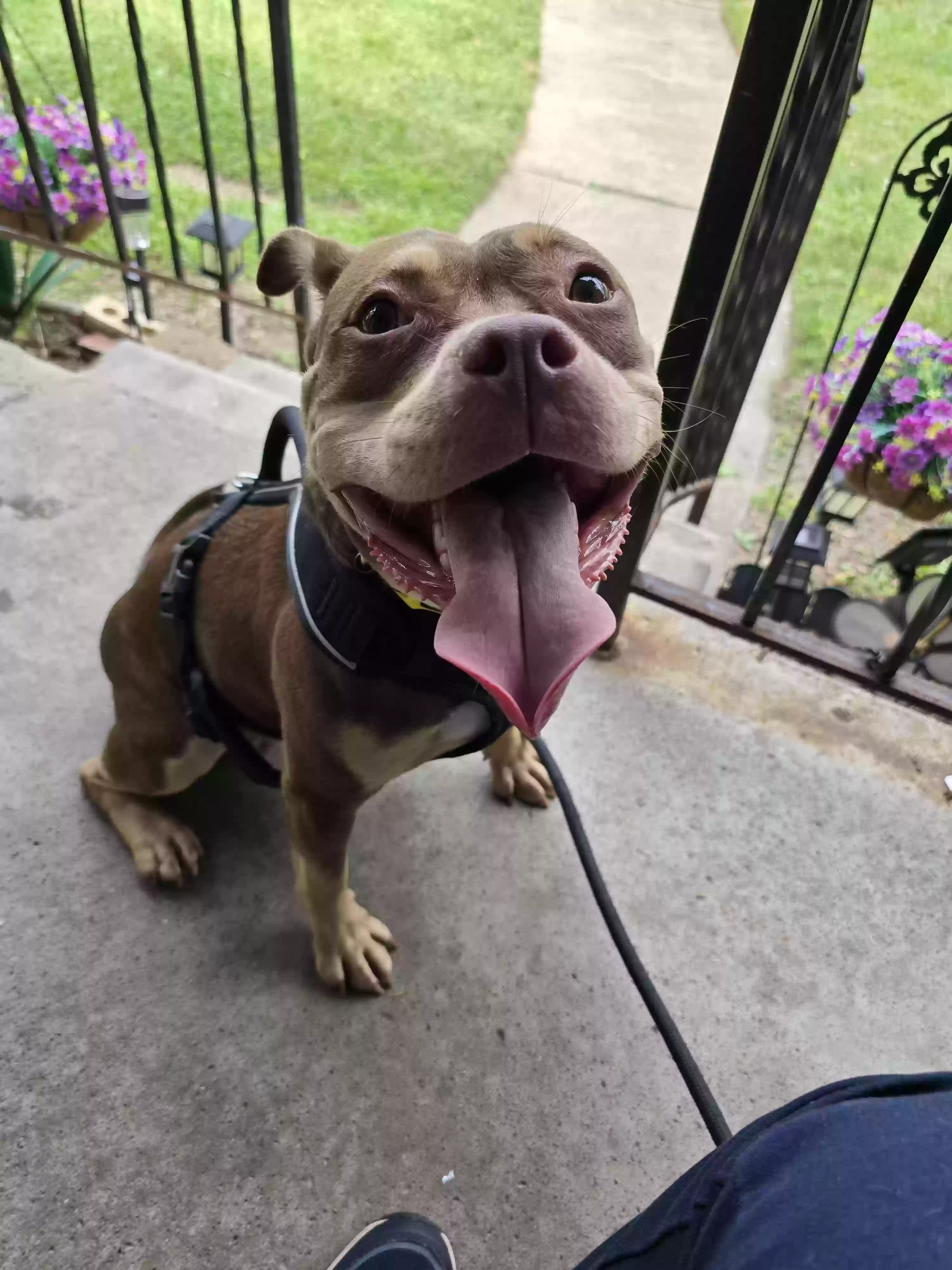 adoptable Dog in Royal Oak,MI named Victoria