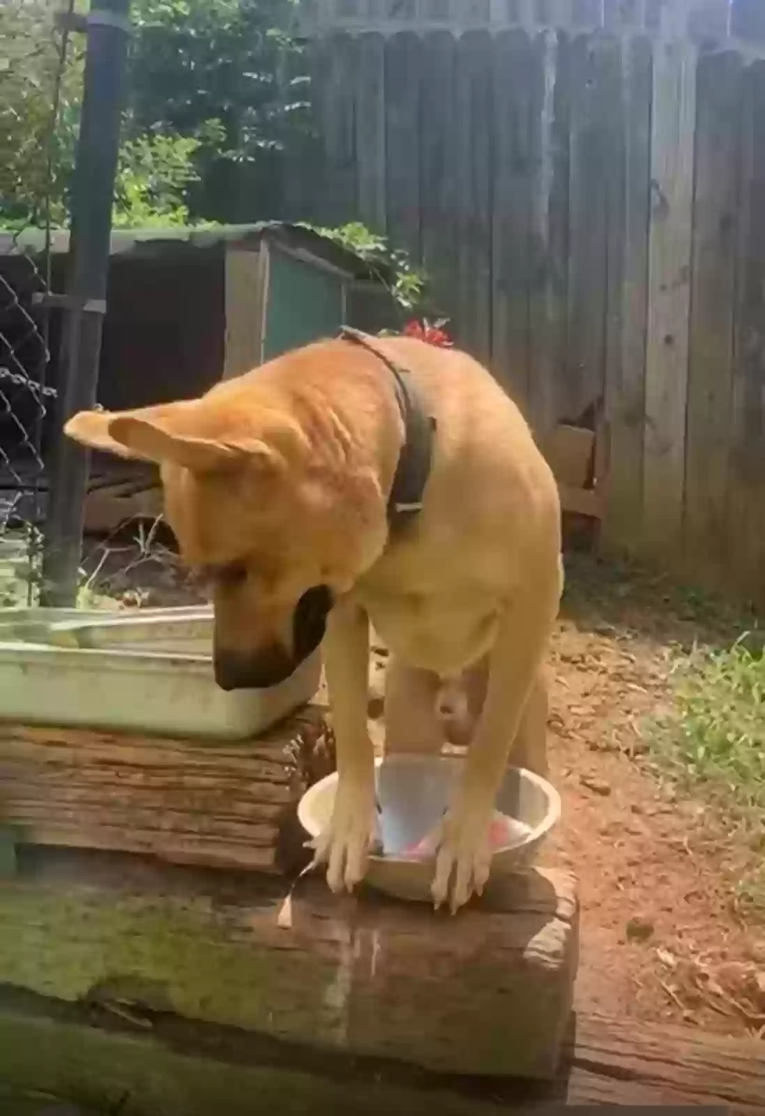 adoptable Dog in Forest Park,GA named Teddy