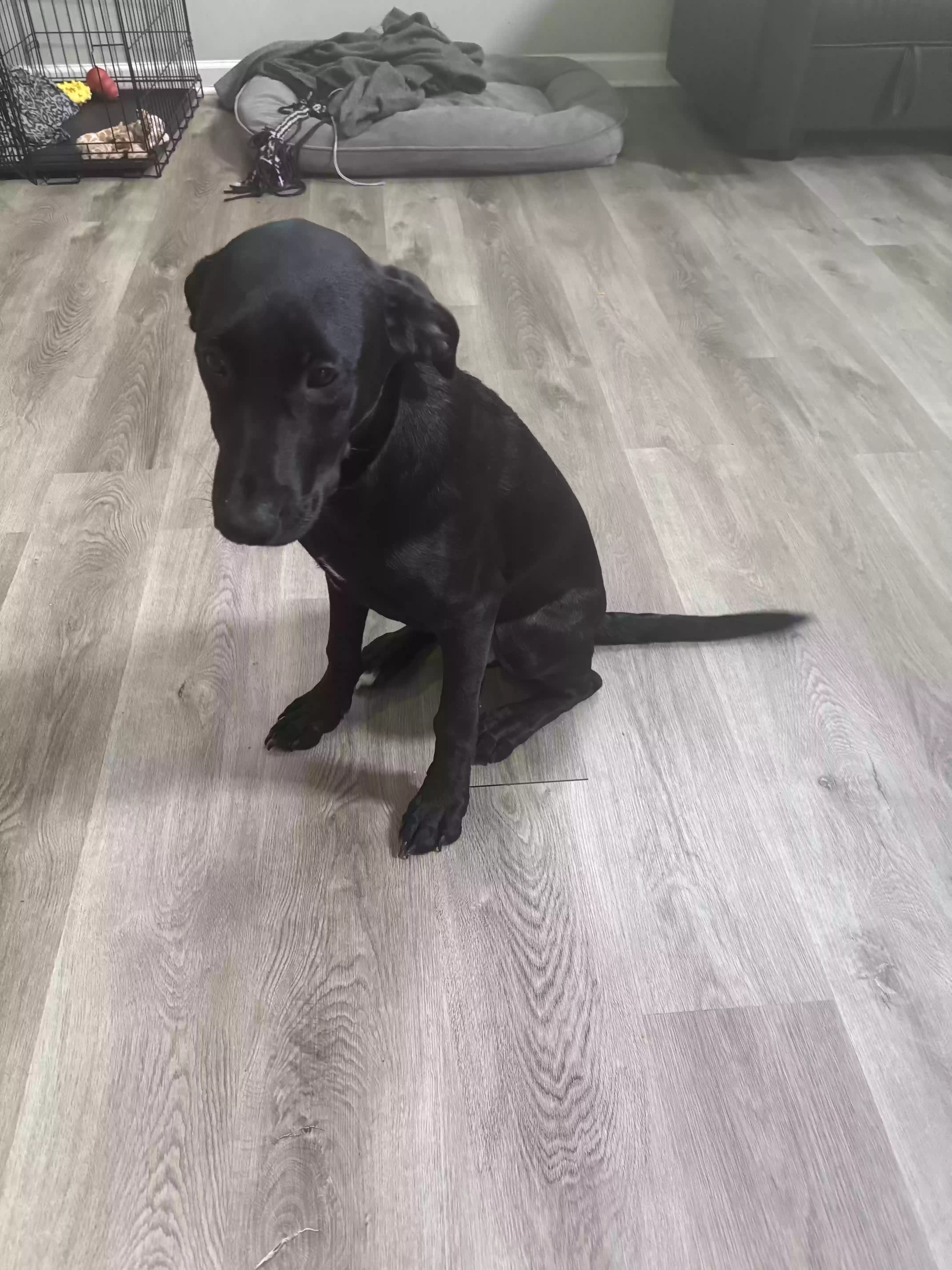 adoptable Dog in Lithonia,GA named