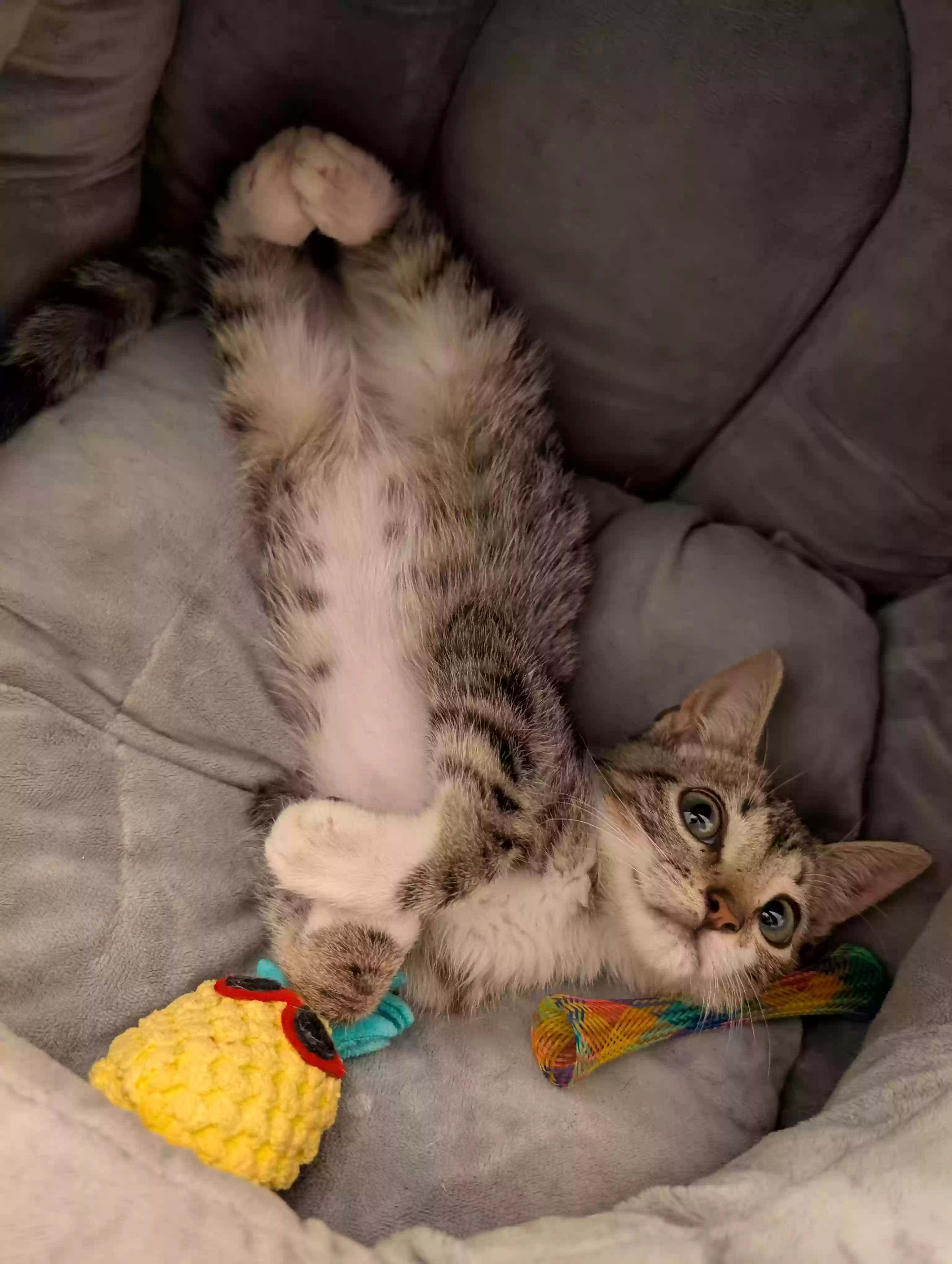 adoptable Cat in Cary,NC named Ace