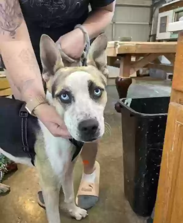 adoptable Dog in Evans,CO named Tokyo