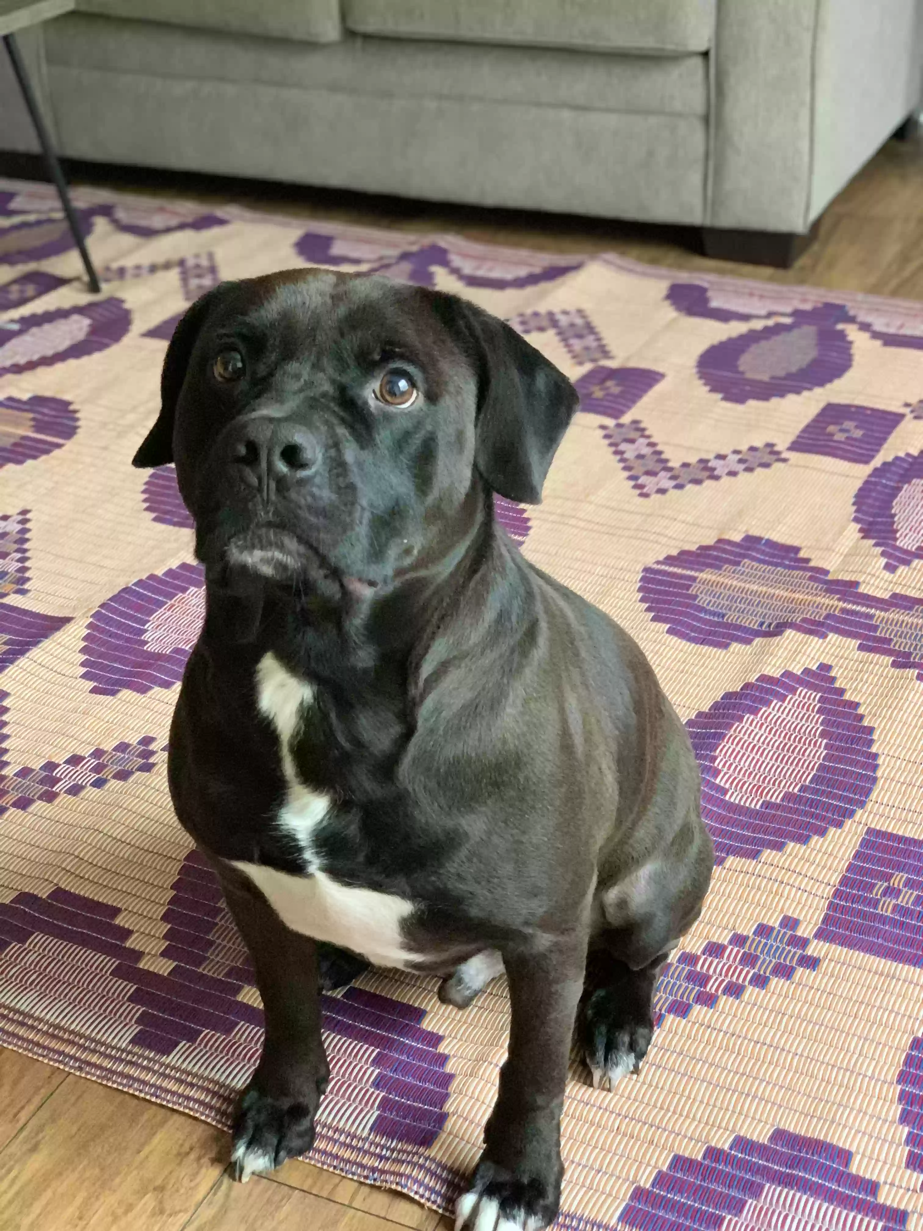 adoptable Dog in Lawrenceville,GA named Chuck