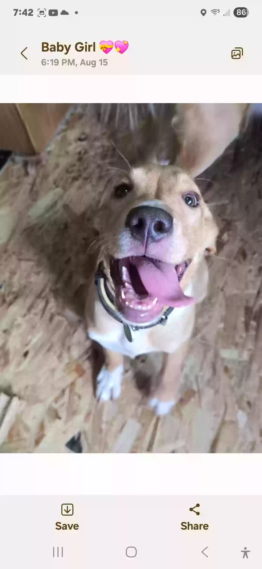 adoptable Dog in Daytona Beach,FL named Buddy