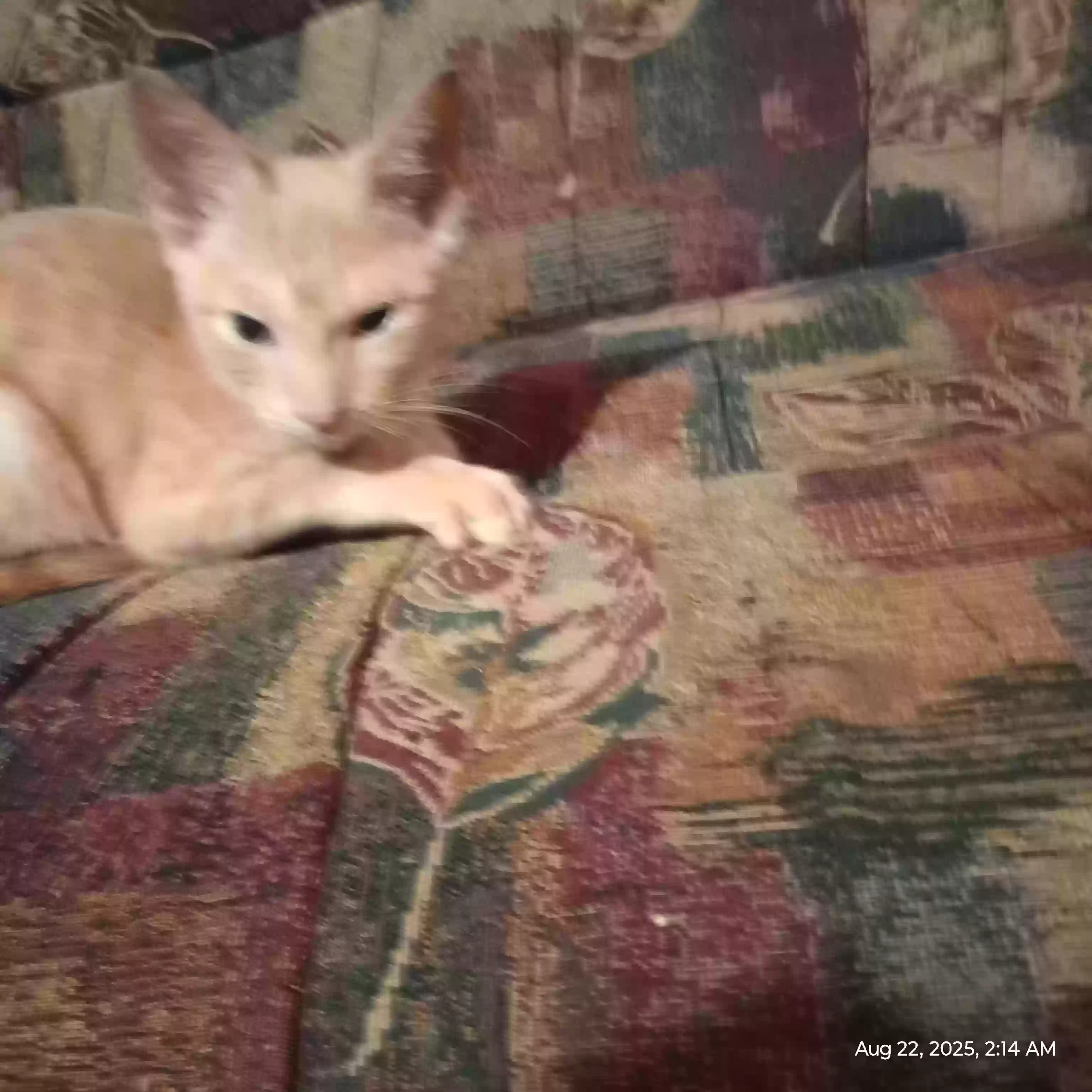 adoptable Cat in Newport,OR named
