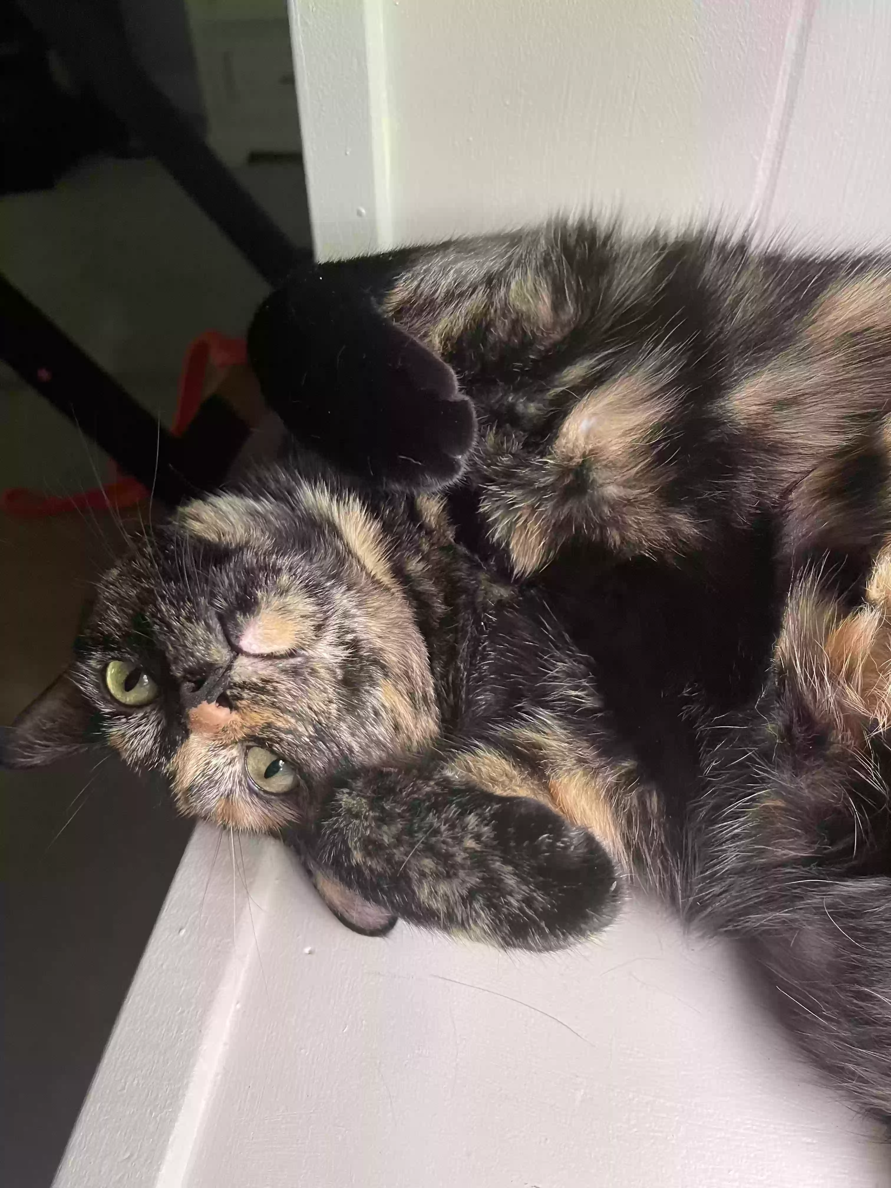 adoptable Cat in Atlanta,GA named Cypher