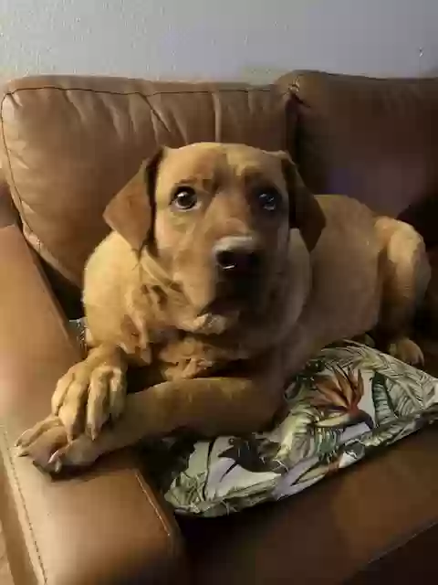 adoptable Dog in League City,TX named Finn