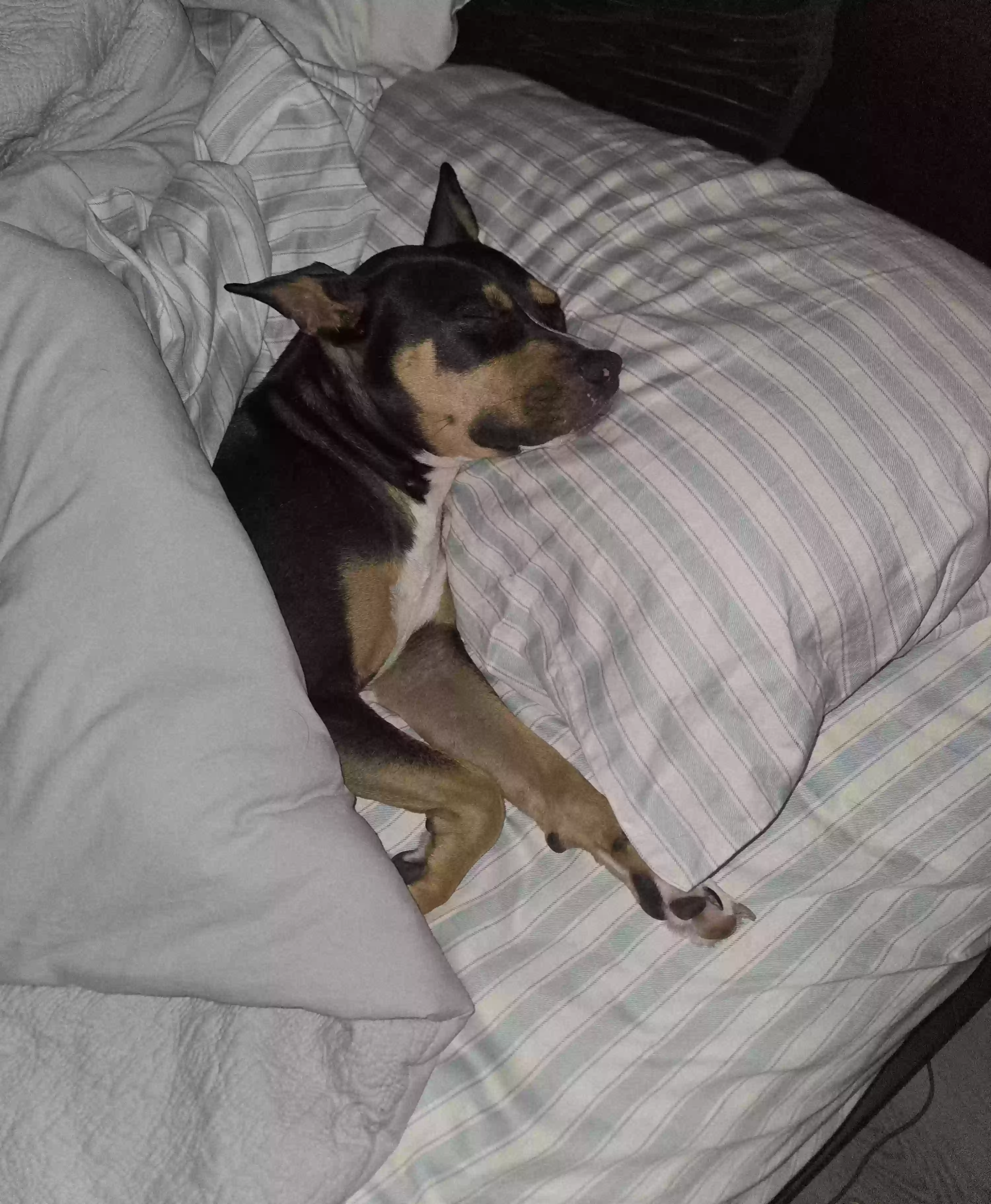 adoptable Dog in Pensacola,FL named Bootsy