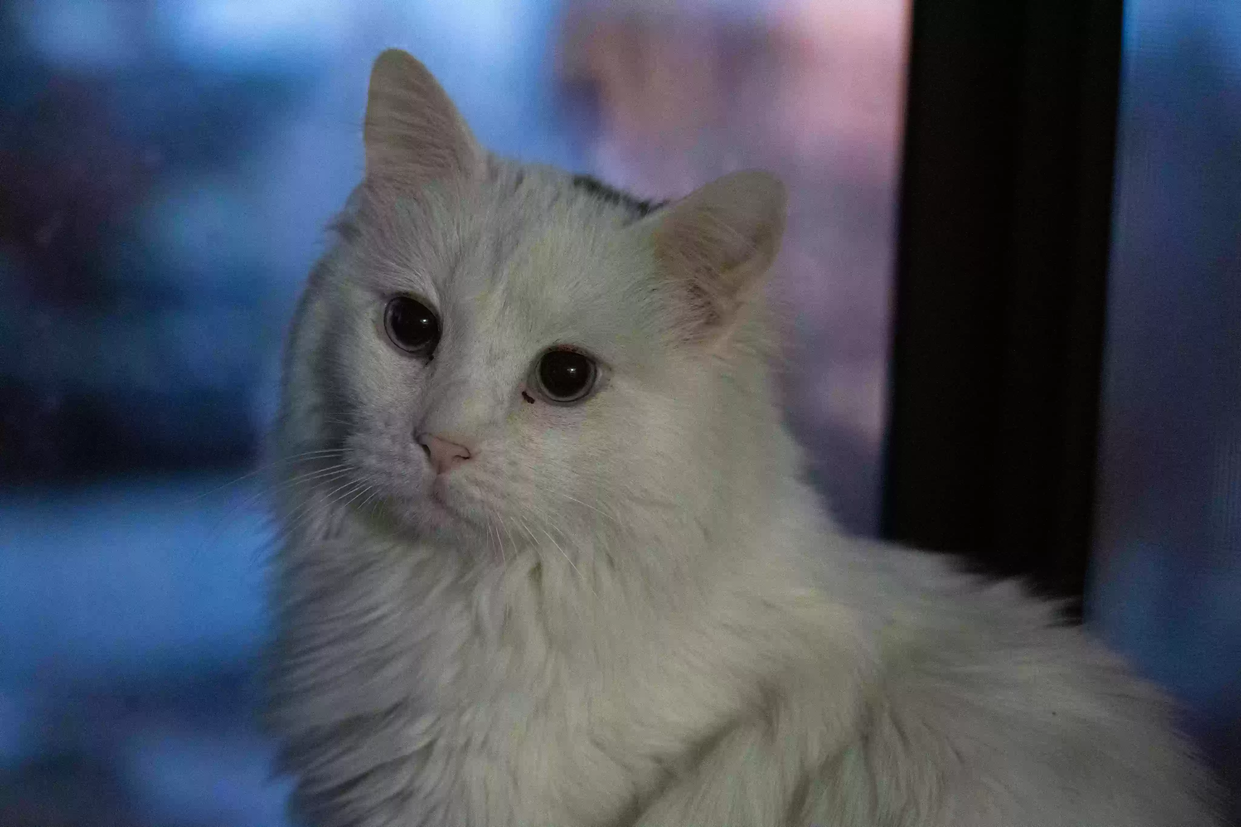 adoptable Cat in Prescott,AZ named Oliver