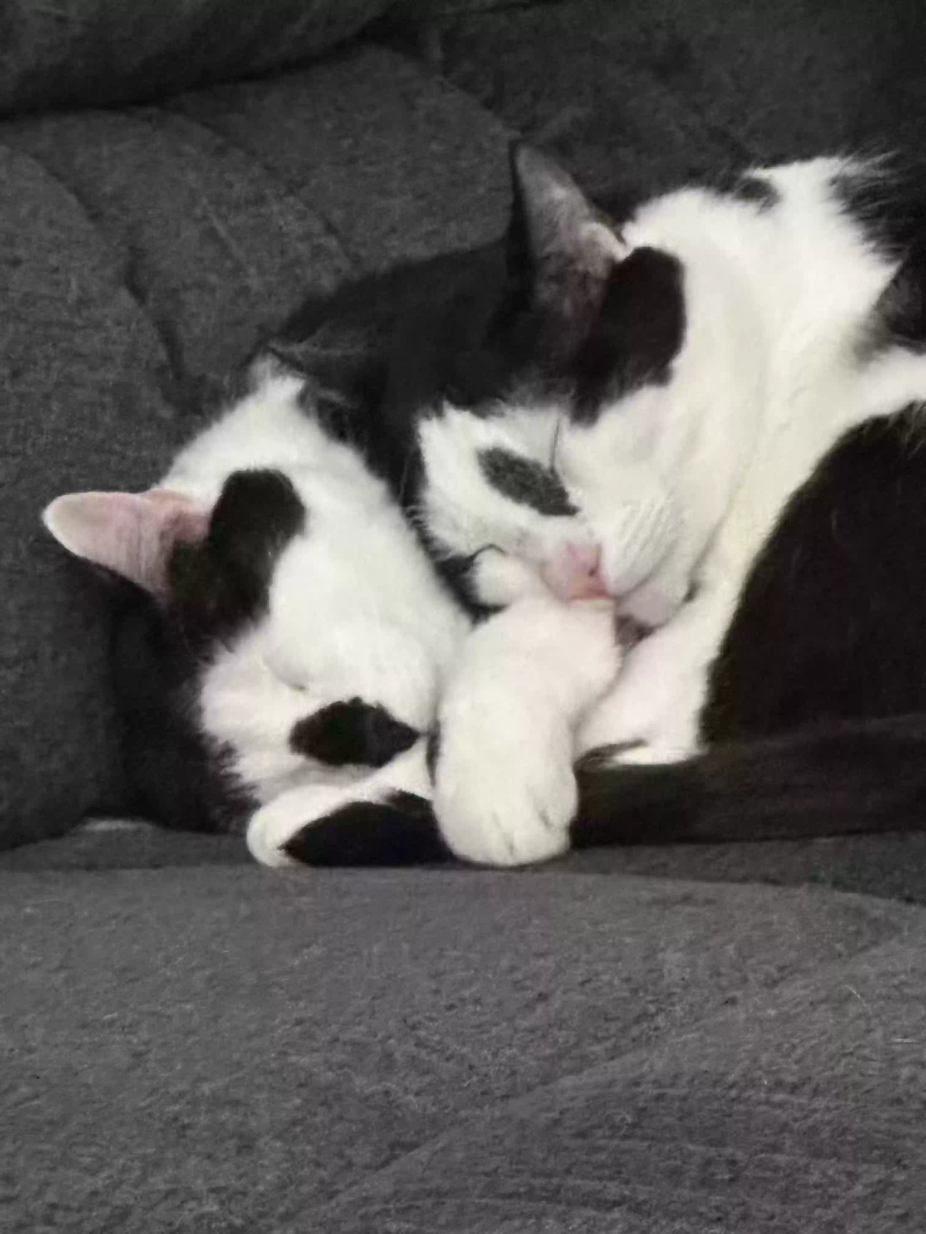 adoptable Cat in Willoughby,OH named Oreo and Truffle