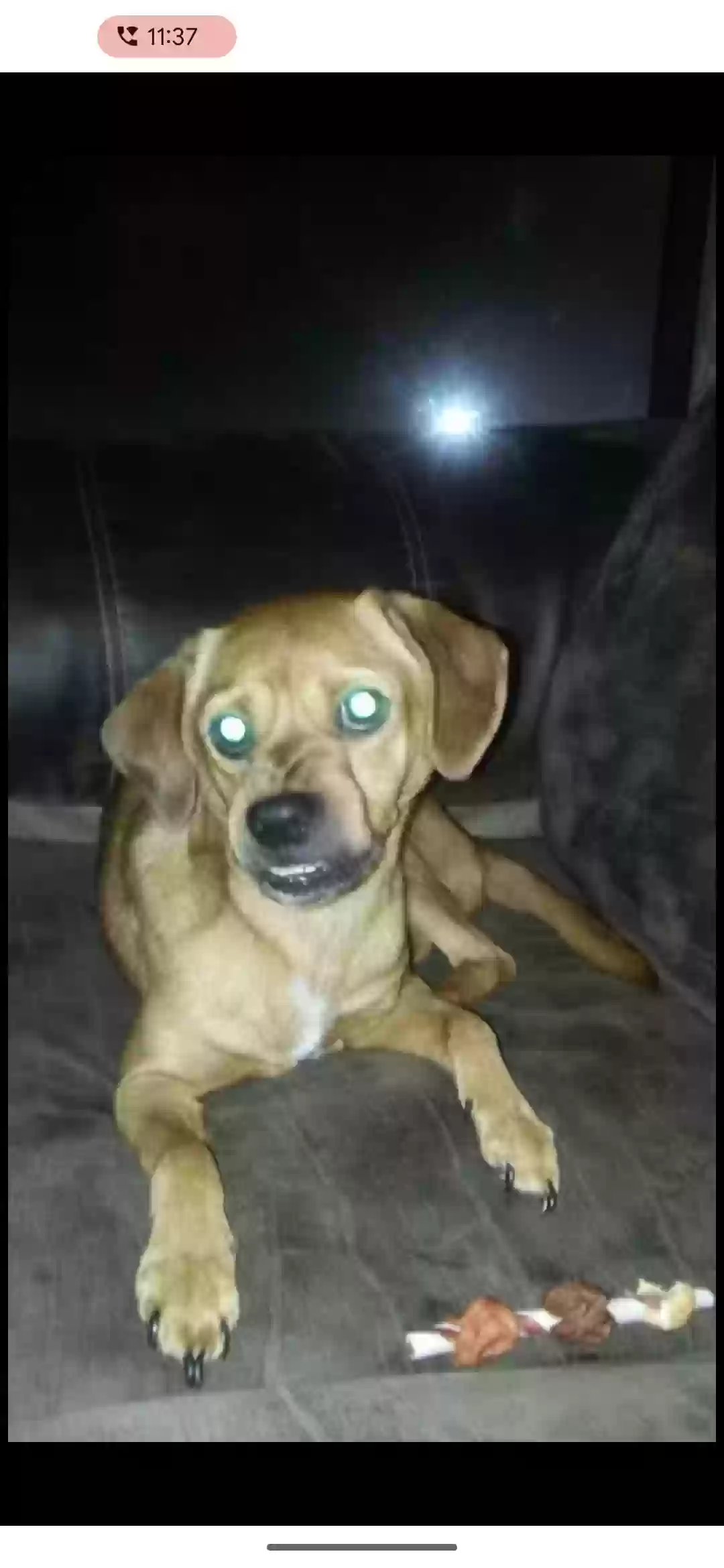 adoptable Dog in Atlanta,GA named
