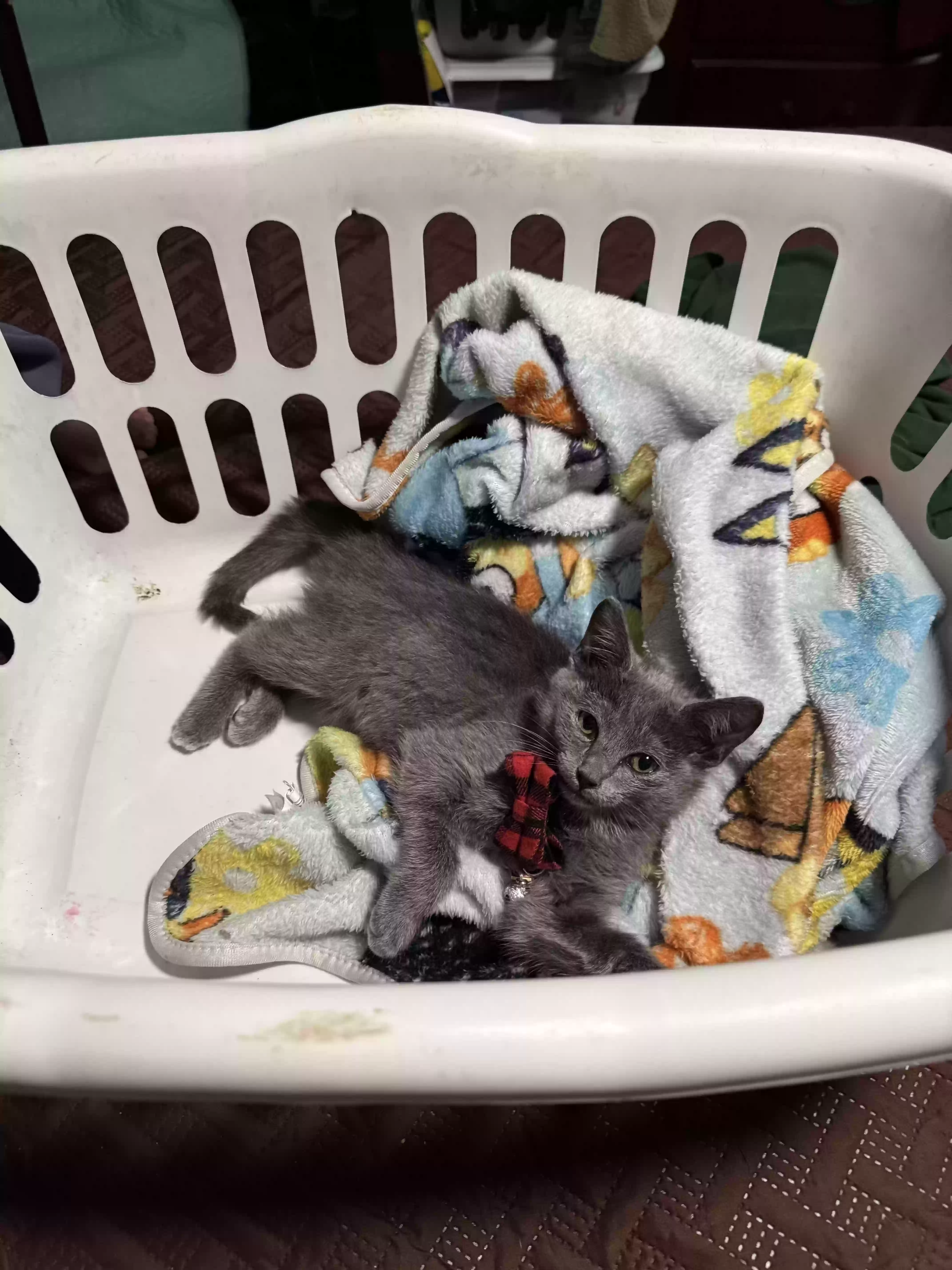 adoptable Cat in Greensboro,NC named Rocky