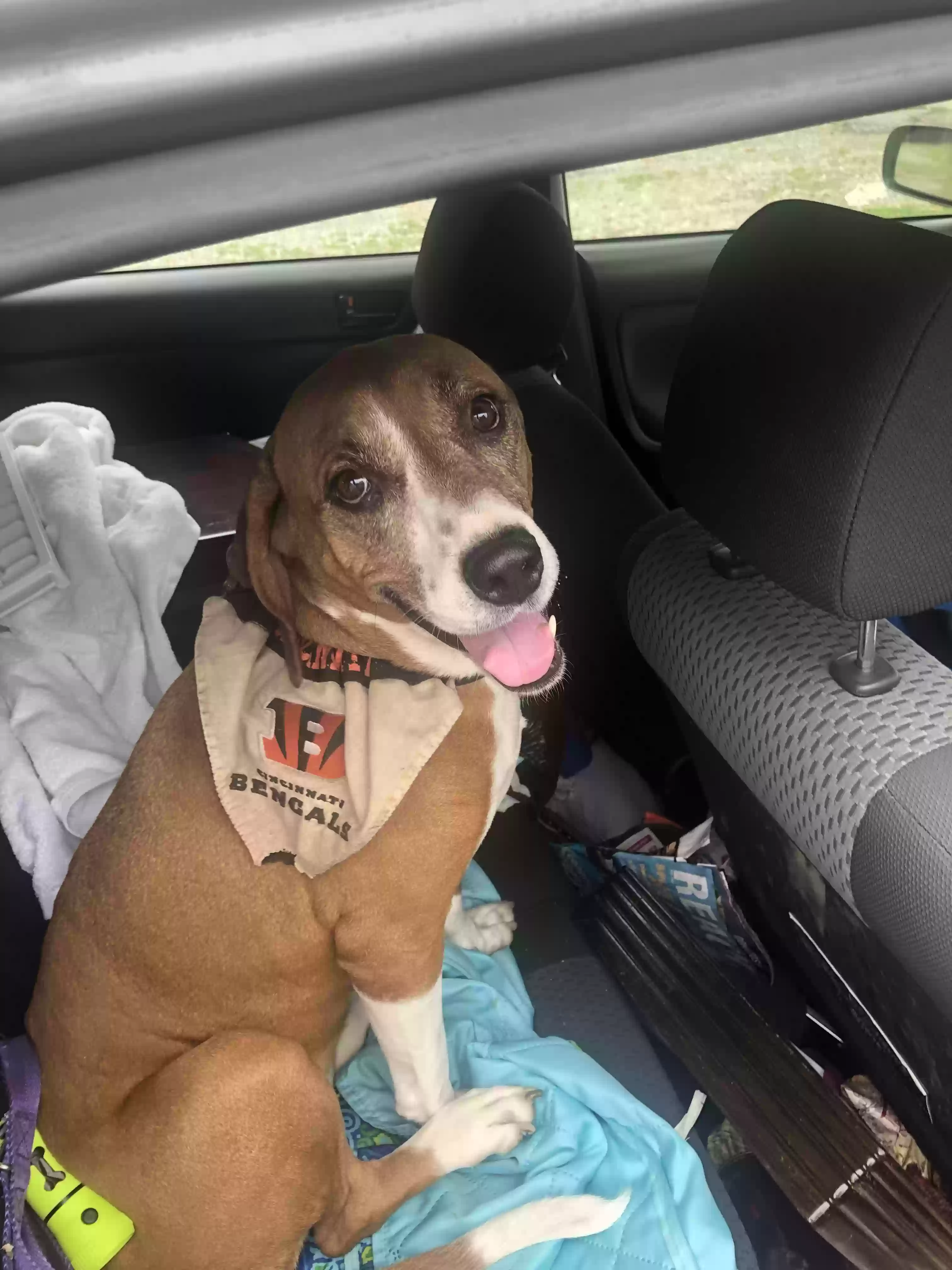 adoptable Dog in Cincinnati,OH named Sammy