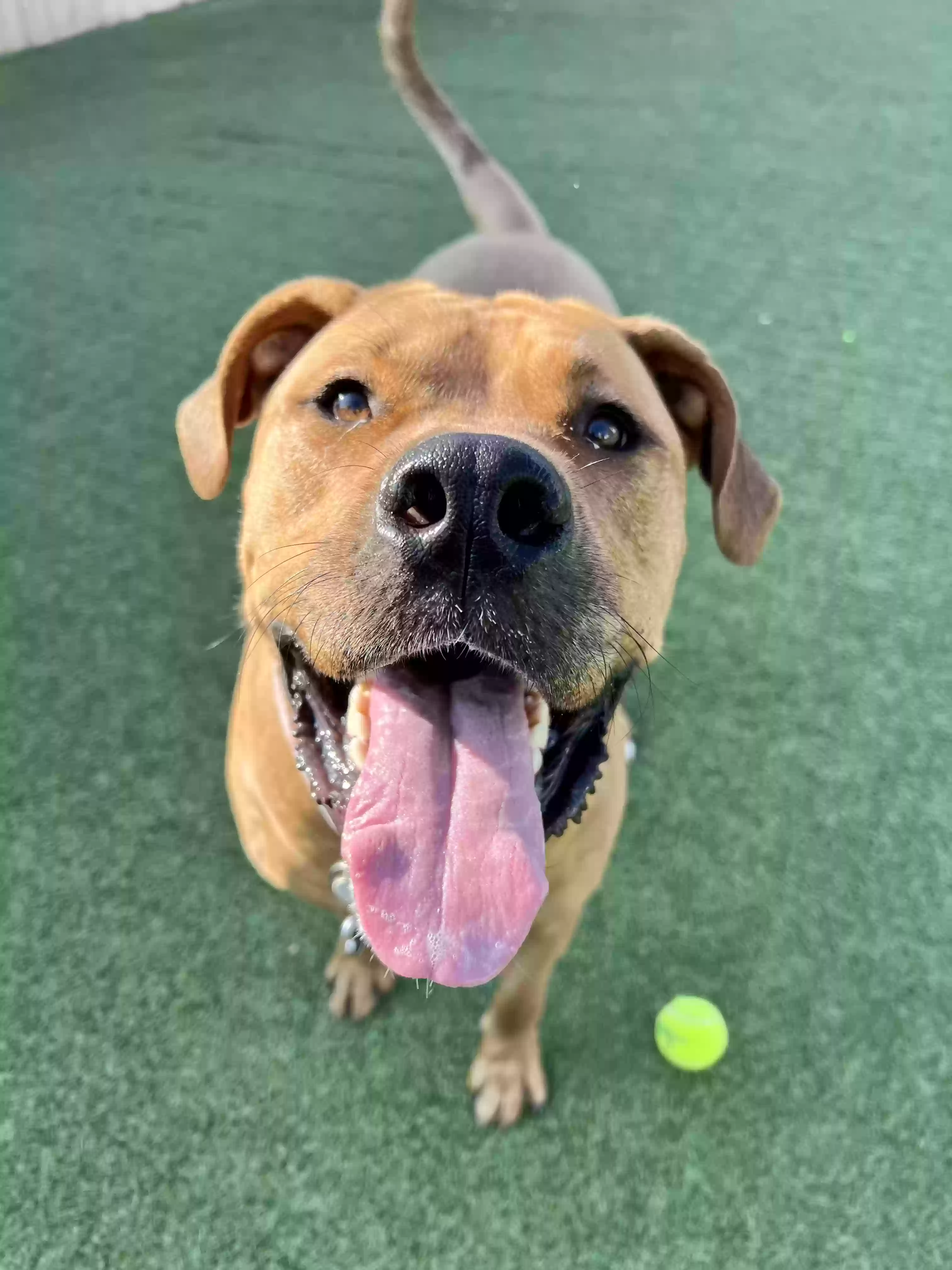 adoptable Dog in Atlanta,GA named Halsa