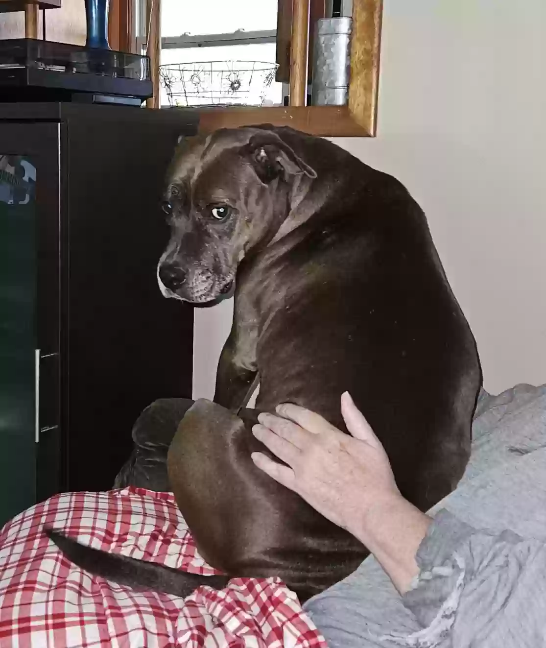 adoptable Dog in South Rockwood,MI named Mia