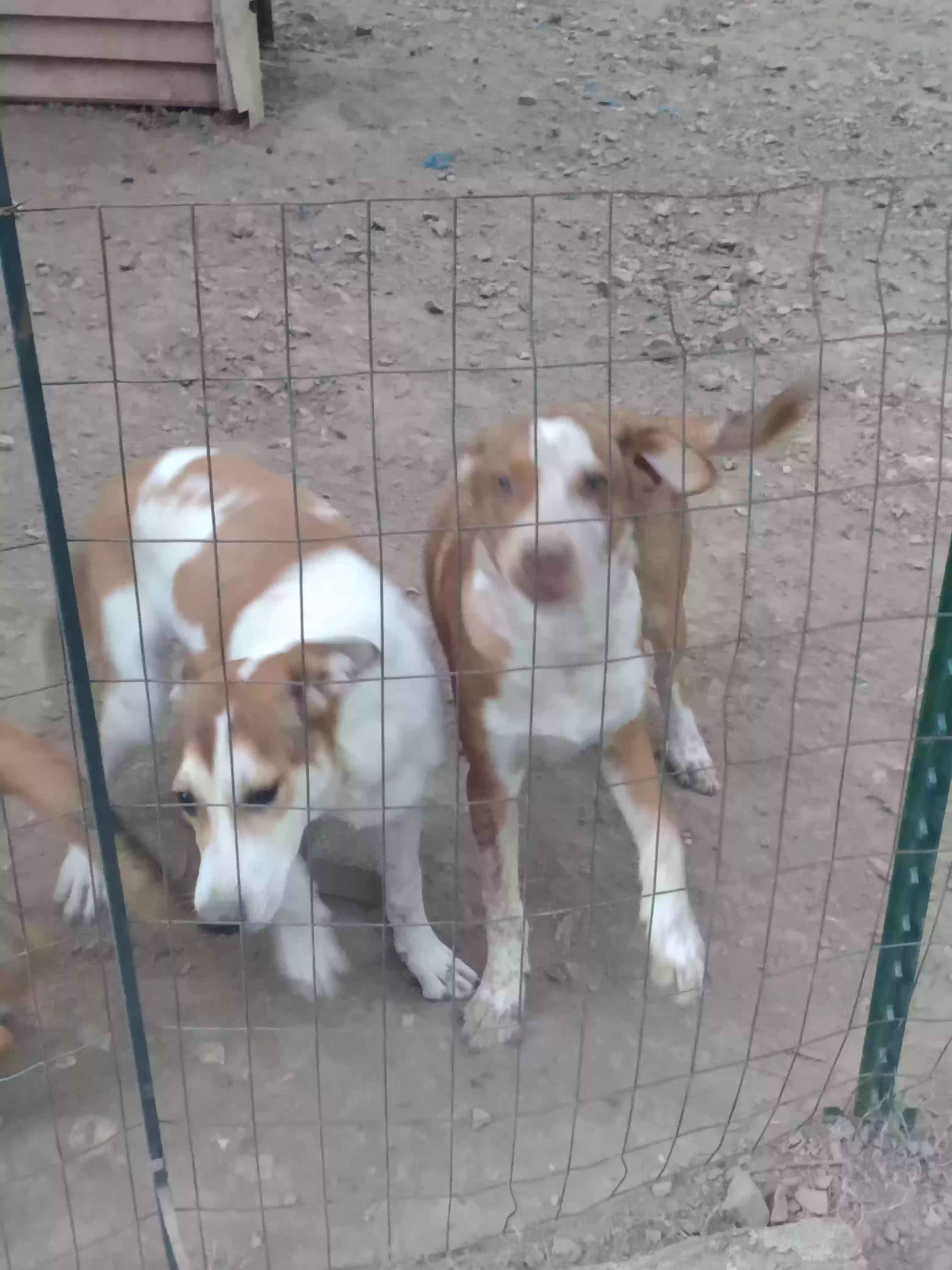 adoptable Dog in Omaha,AR named Floppy