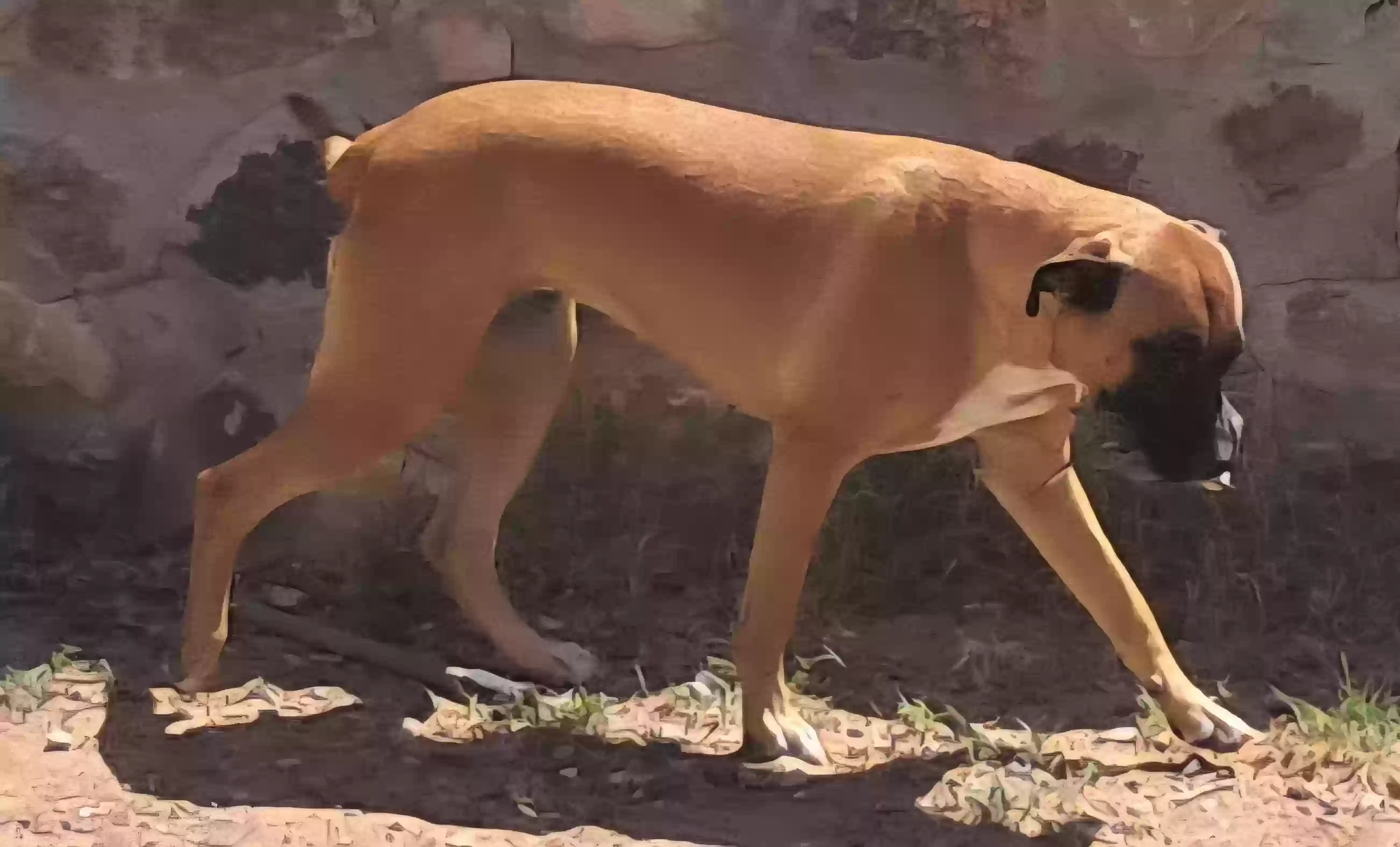 adoptable Dog in El Paso,TX named Bella