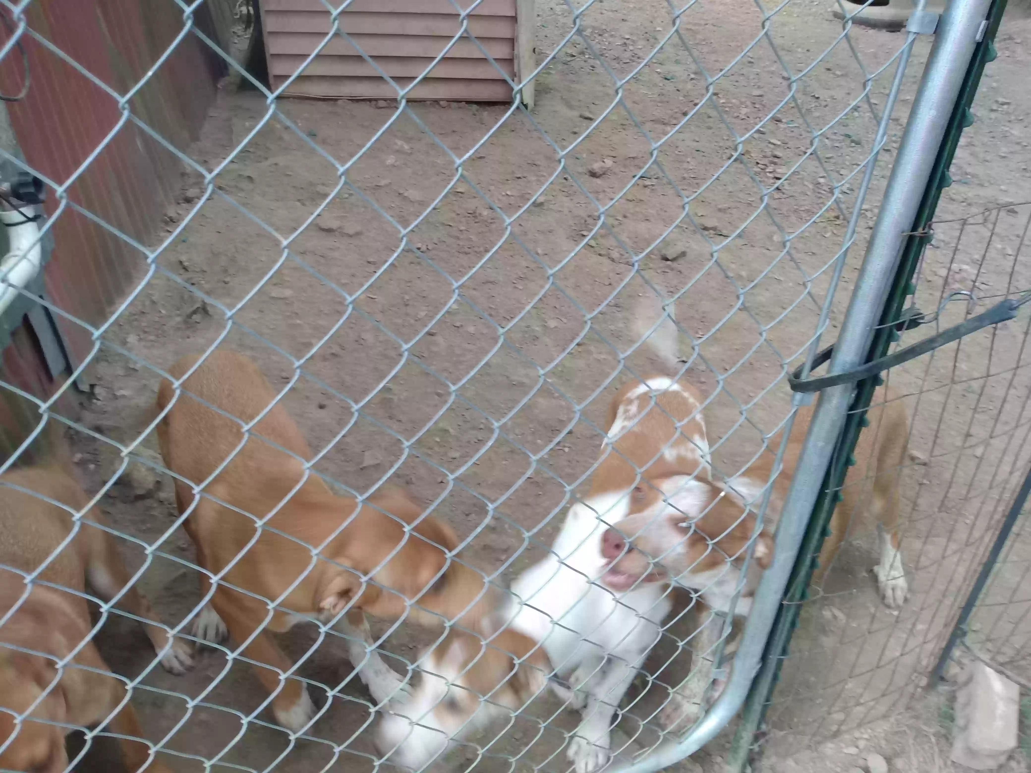 adoptable Dog in Omaha,AR named Sweetheart