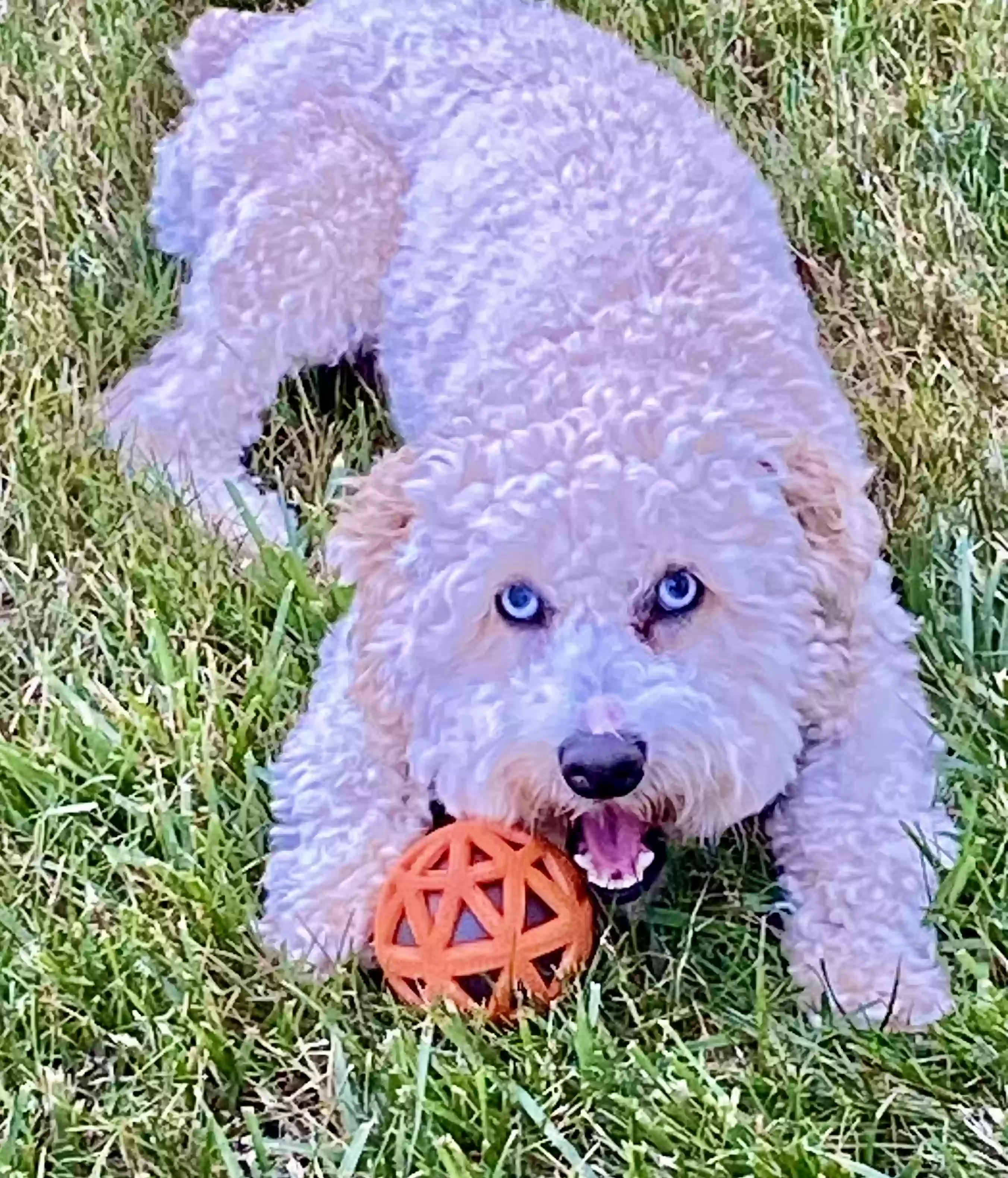 adoptable Dog in Prospect,CT named Nico