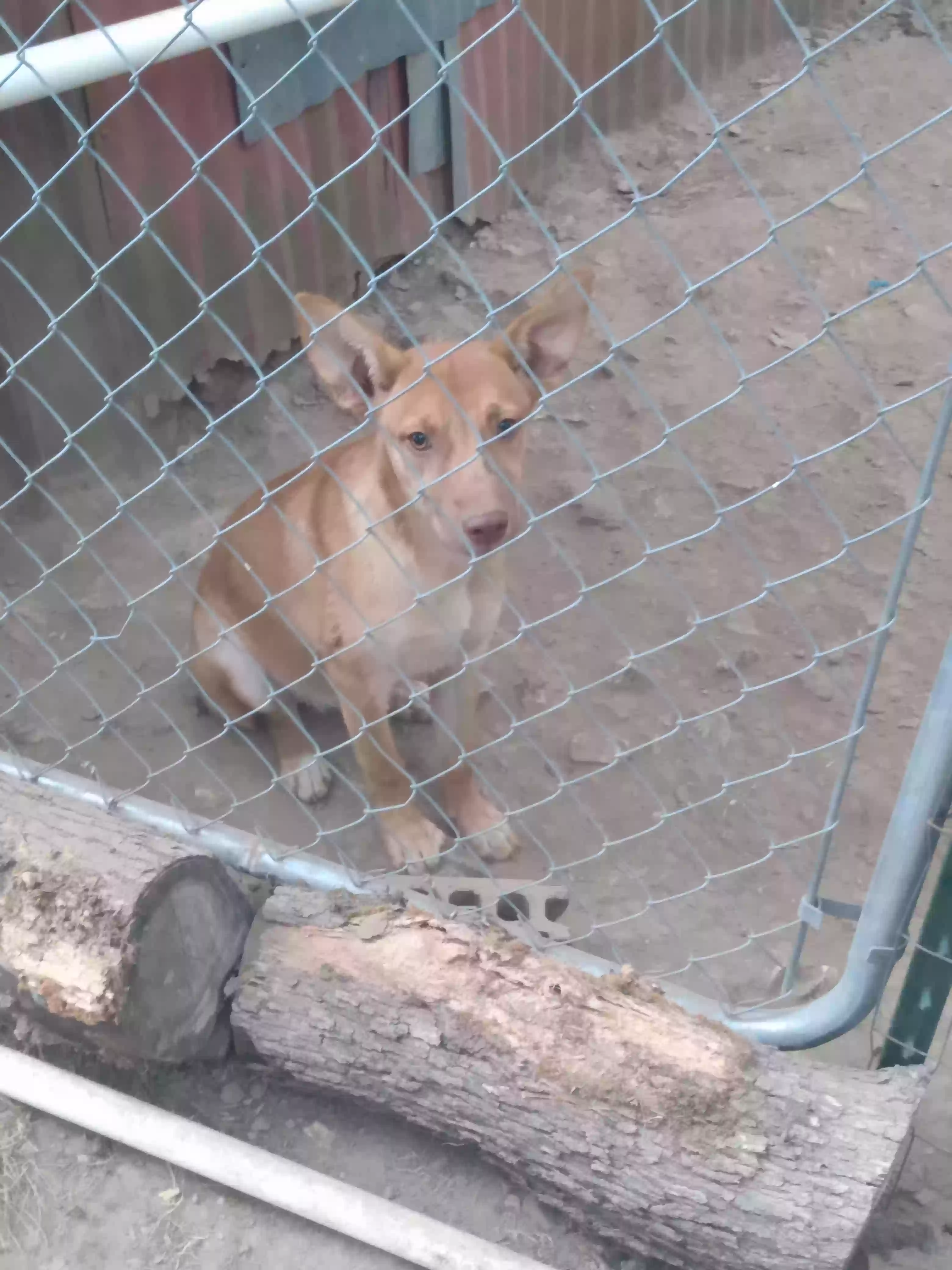 adoptable Dog in Omaha,AR named Runty