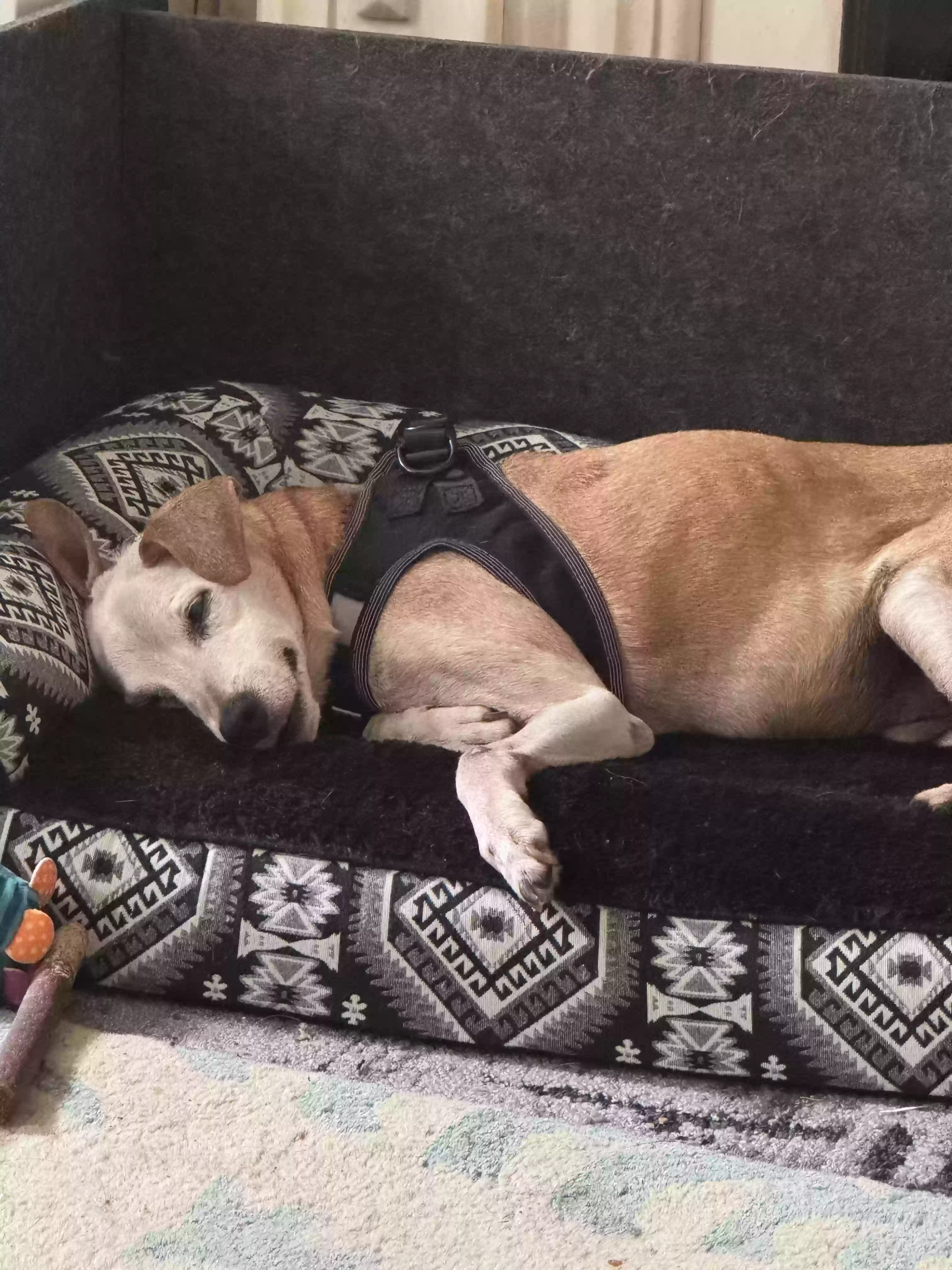 adoptable Dog in Brooklyn,NY named