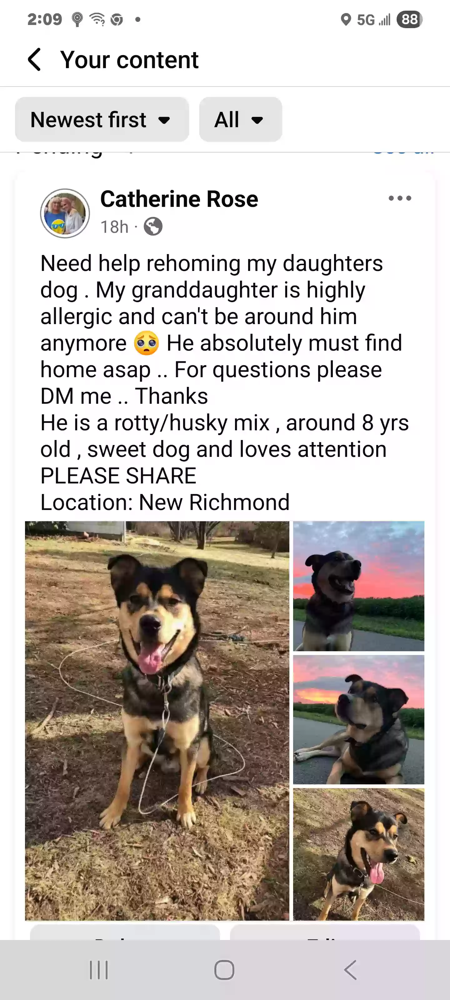 adoptable Dog in Loveland,OH named Falkor