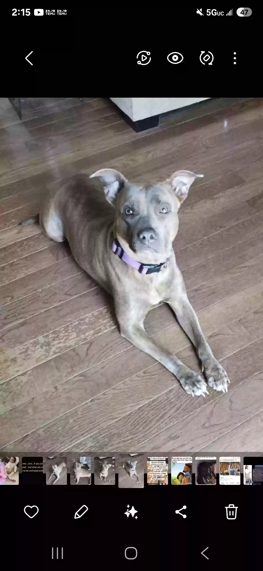 adoptable Dog in Plainfield,IL named Lola