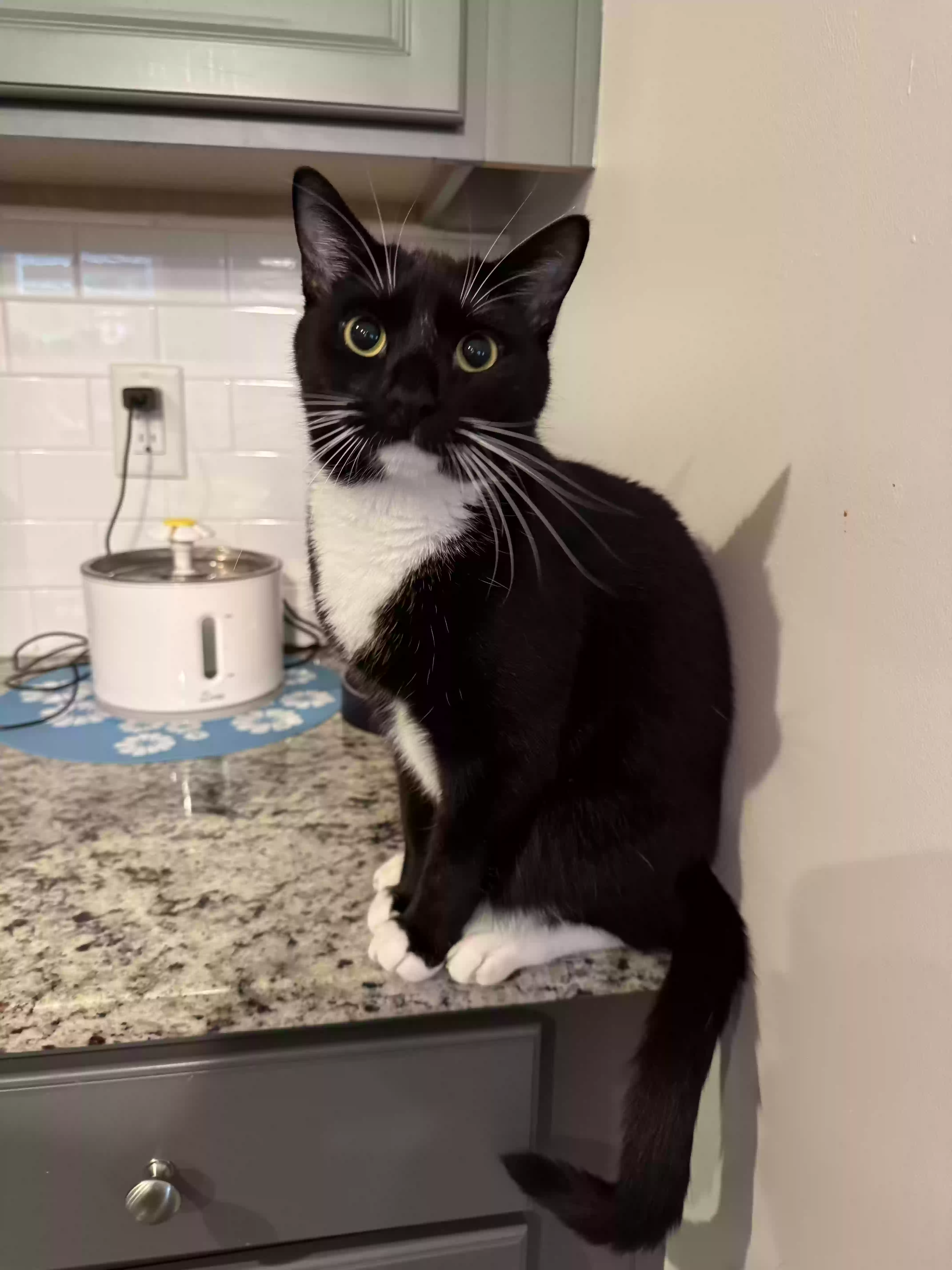 adoptable Cat in Clayton,NC named Mac