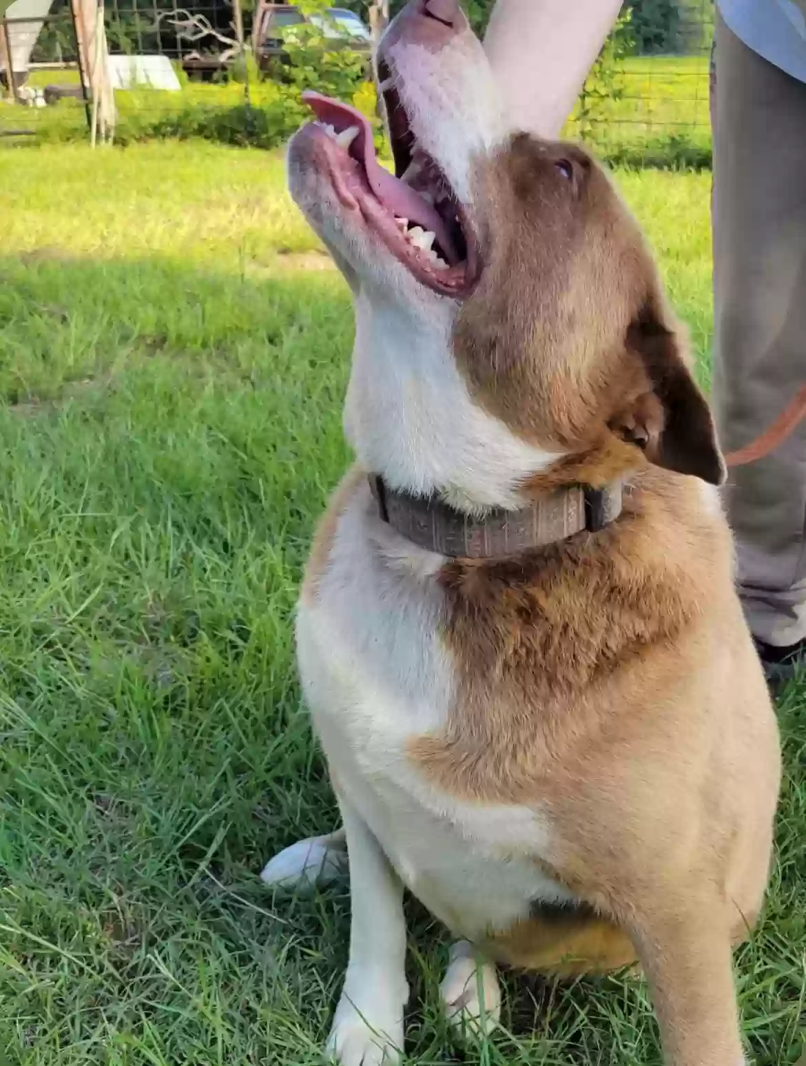 adoptable Dog in Henderson,TX named Bella