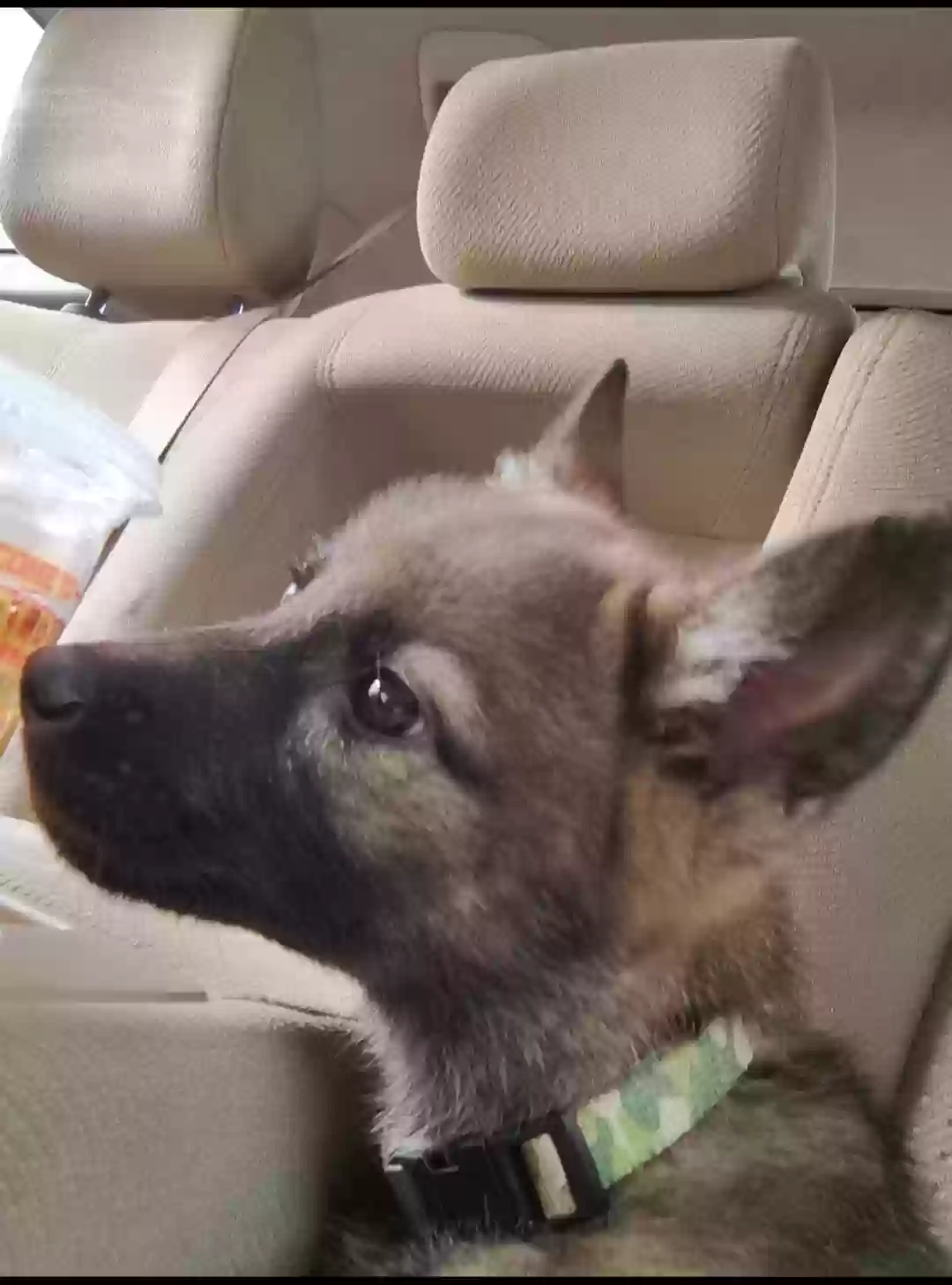 adoptable Dog in Connellys Springs,NC named Apollo