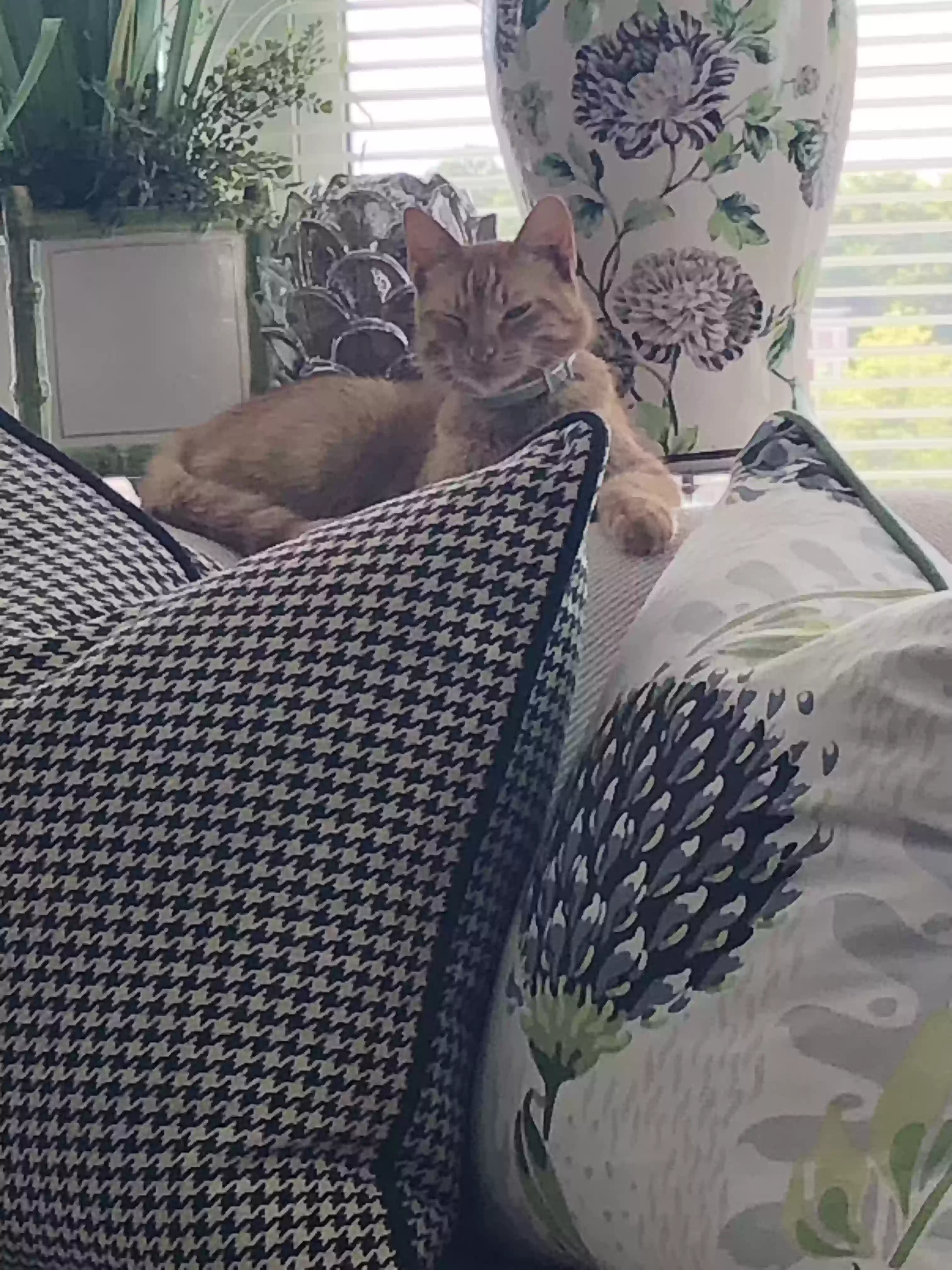 adoptable Cat in Kansas City,MO named Itsie
