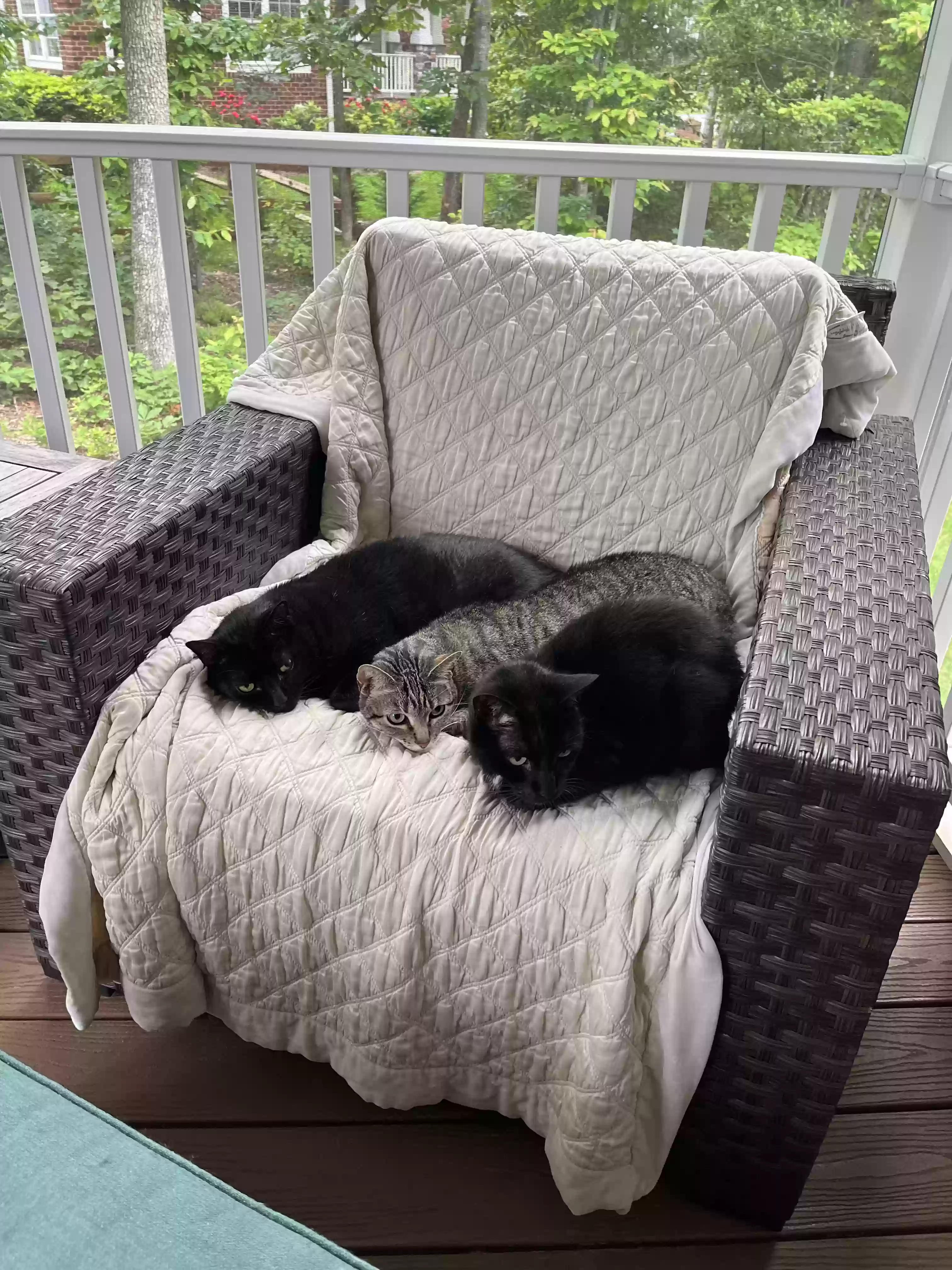 adoptable Cat in Spotsylvania,VA named Ink