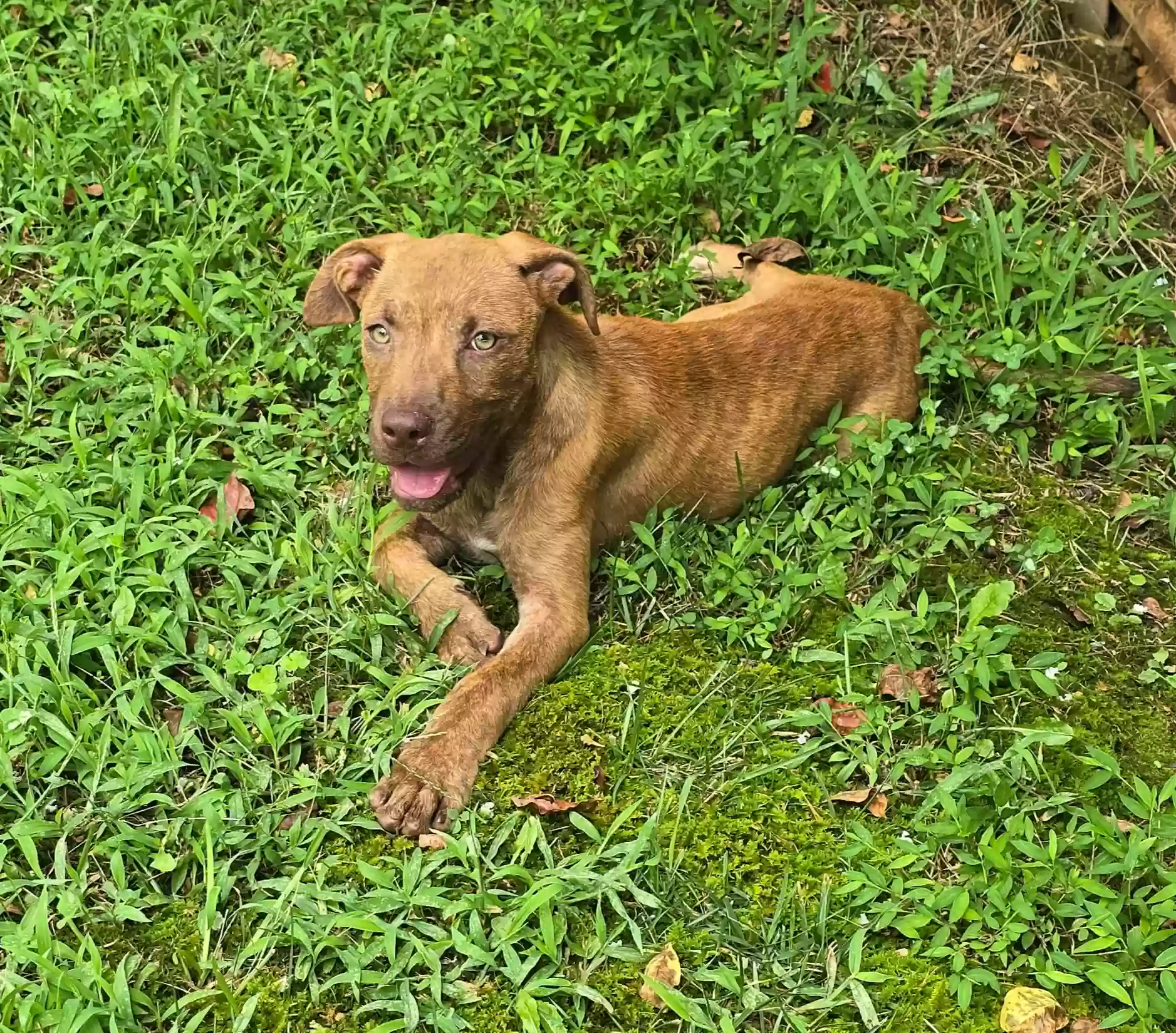 adoptable Dog in Buchanan,GA named