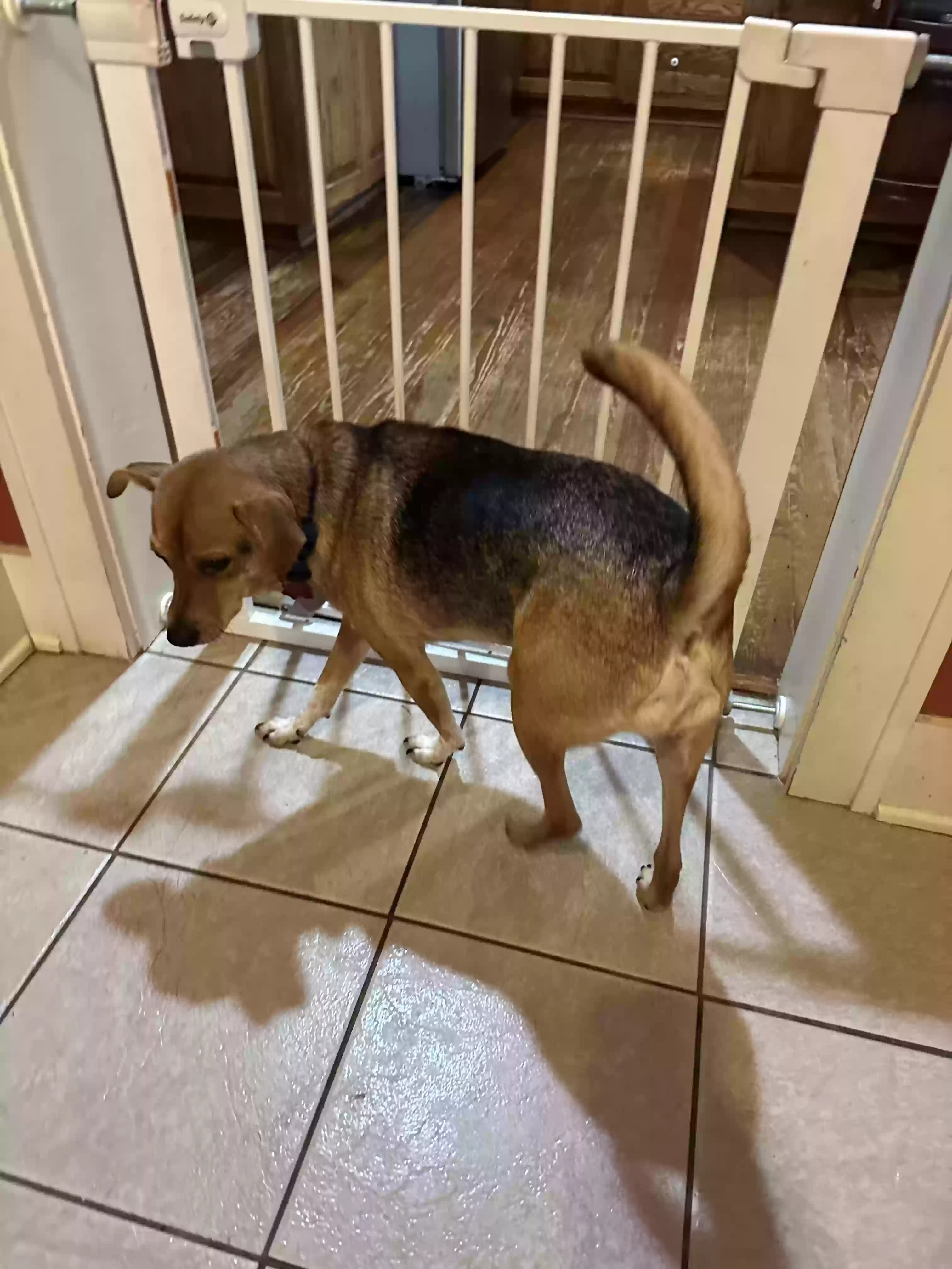 adoptable Dog in Victoria,TX named Rubble