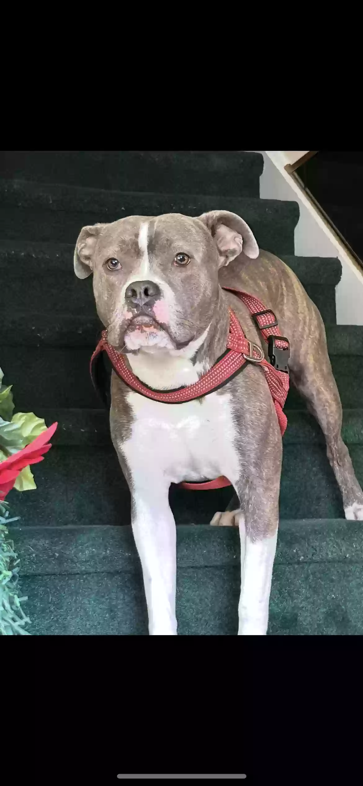 adoptable Dog in Ridley Park,PA named fatboy