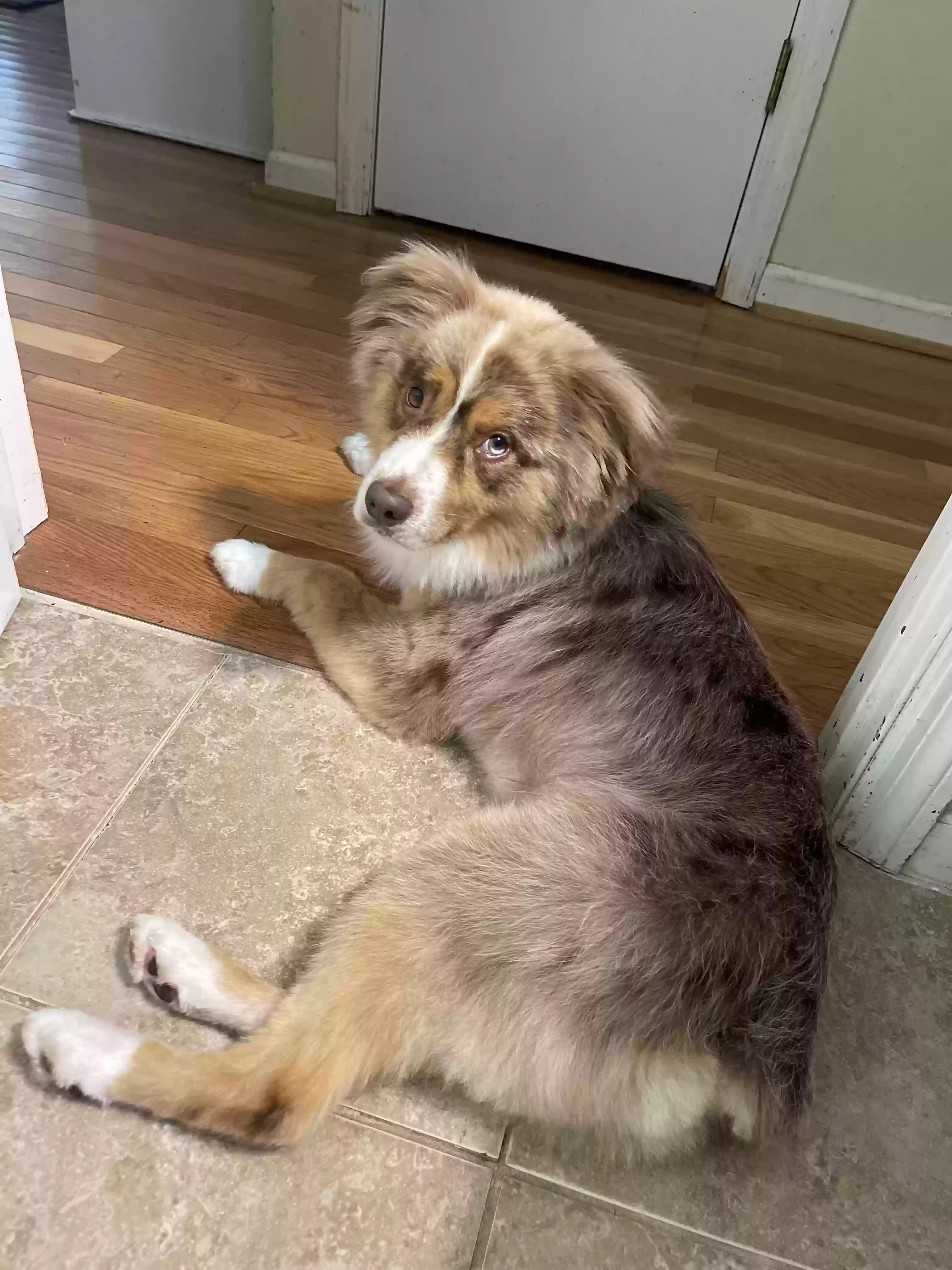 adoptable Dog in Athens,GA named Loki