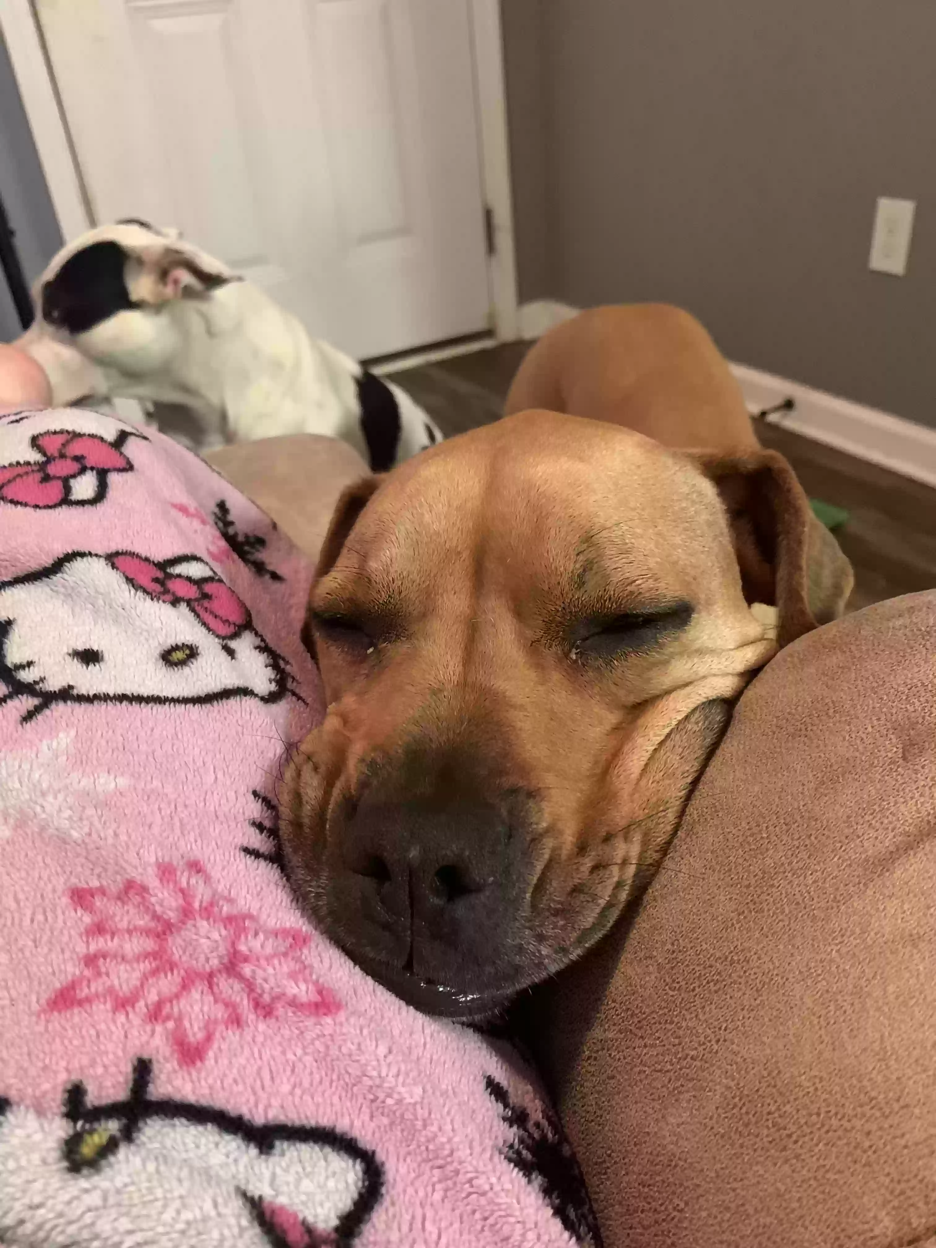adoptable Dog in Dothan,AL named Bunny
