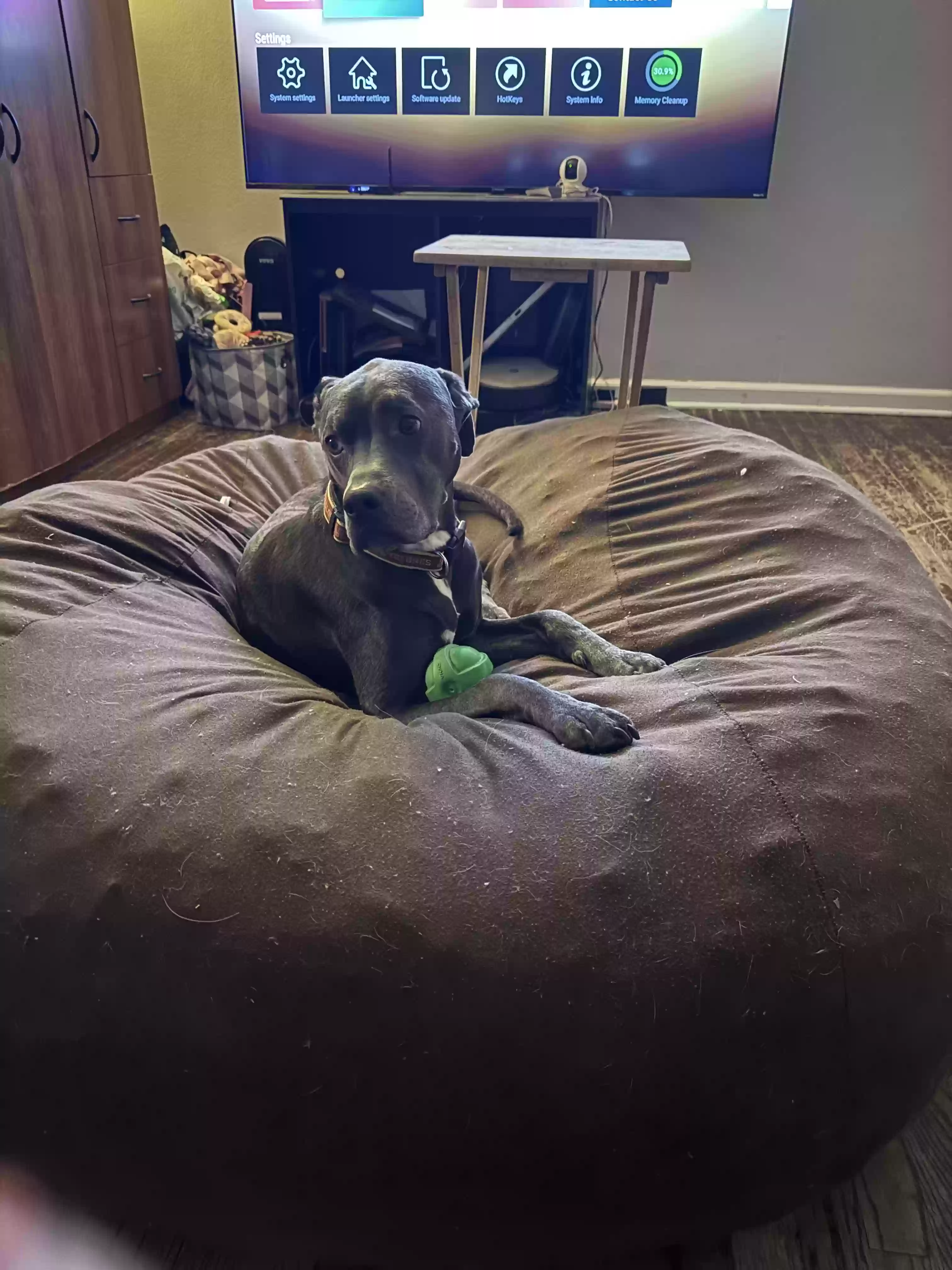 adoptable Dog in Grimes,IA named Kash