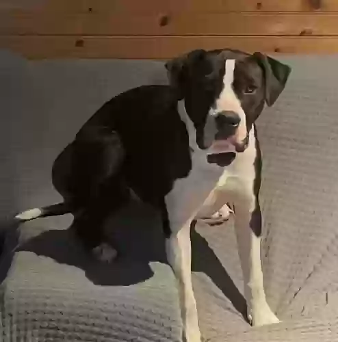 adoptable Dog in Hasty,AR named Andy