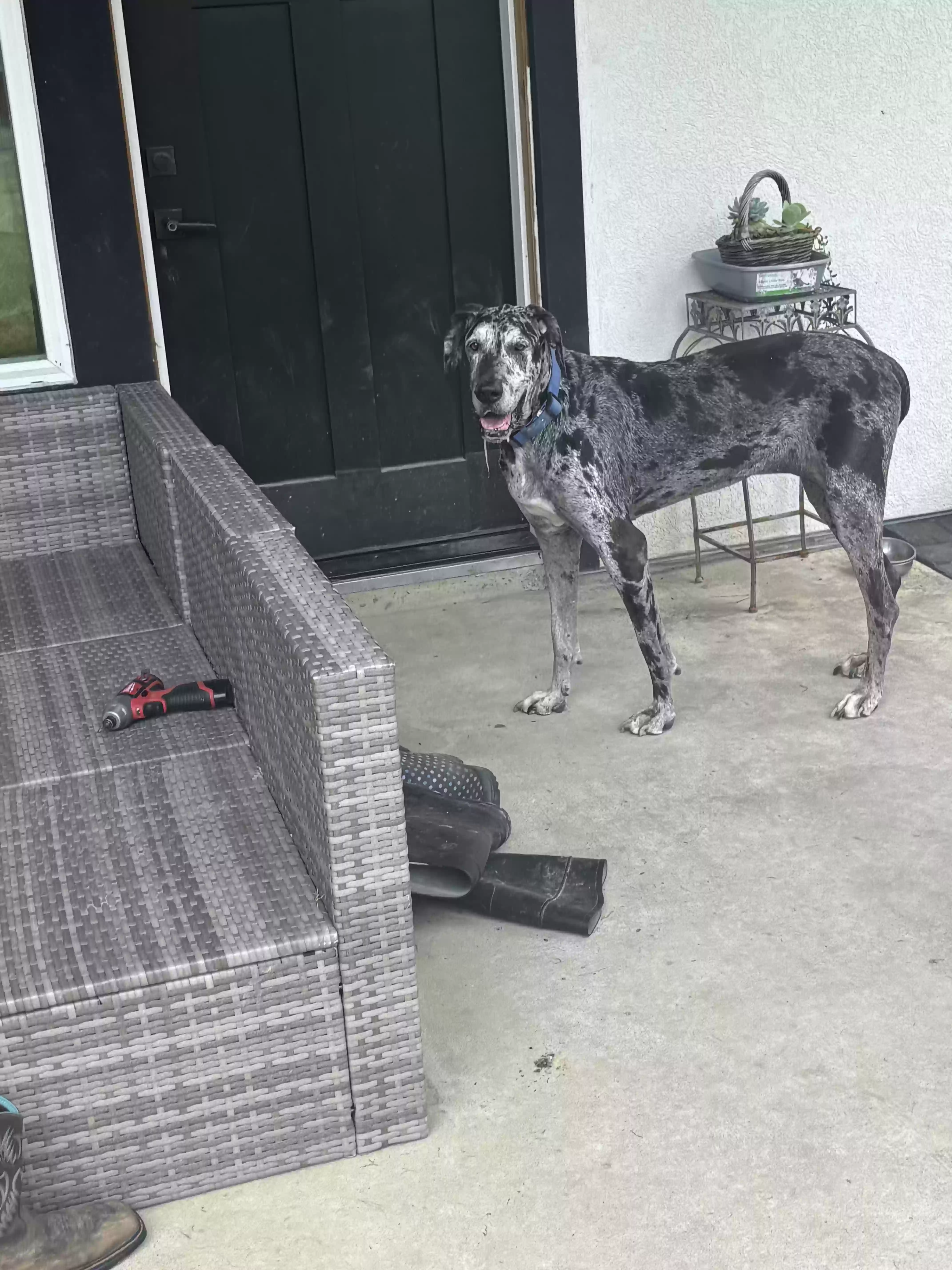 adoptable Dog in Splendora,TX named Cookie and Cane