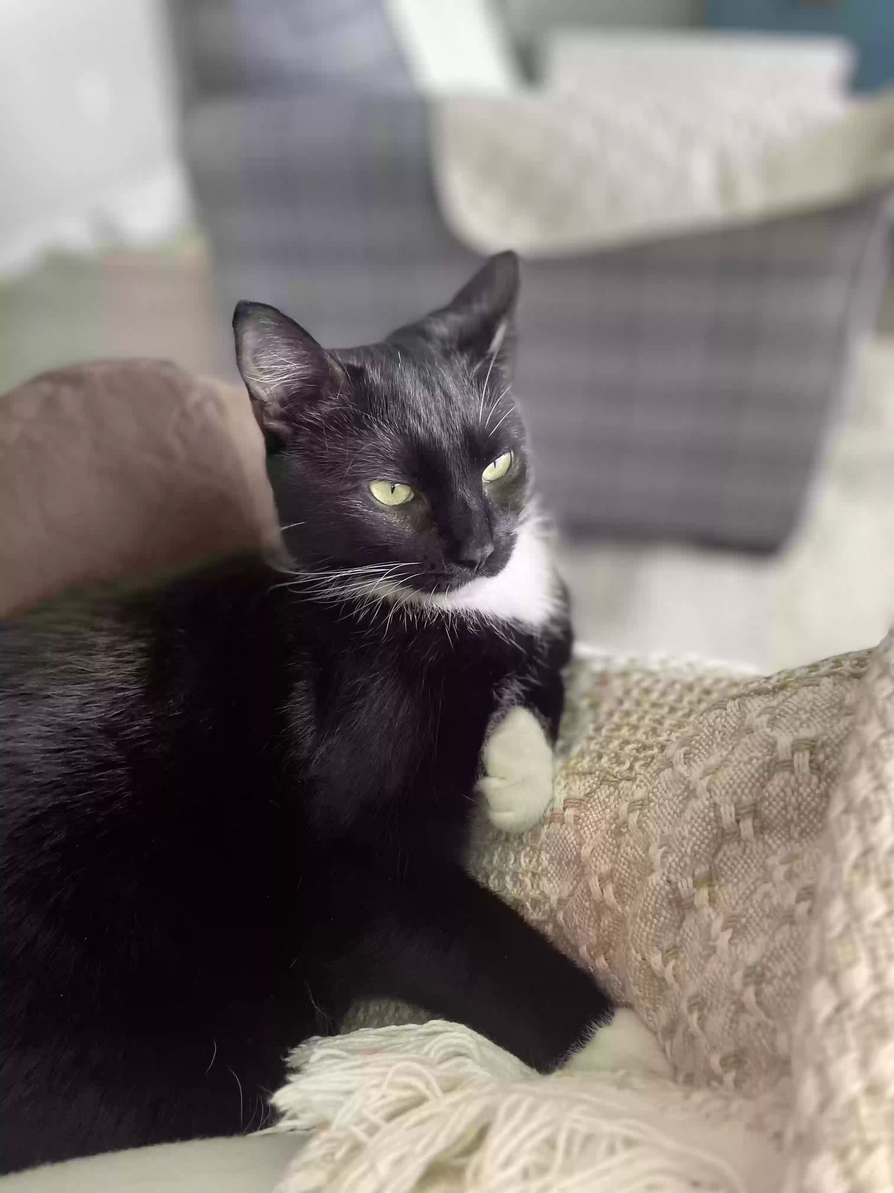adoptable Cat in Marysville,OH named Mabel Grace and Millie Joy