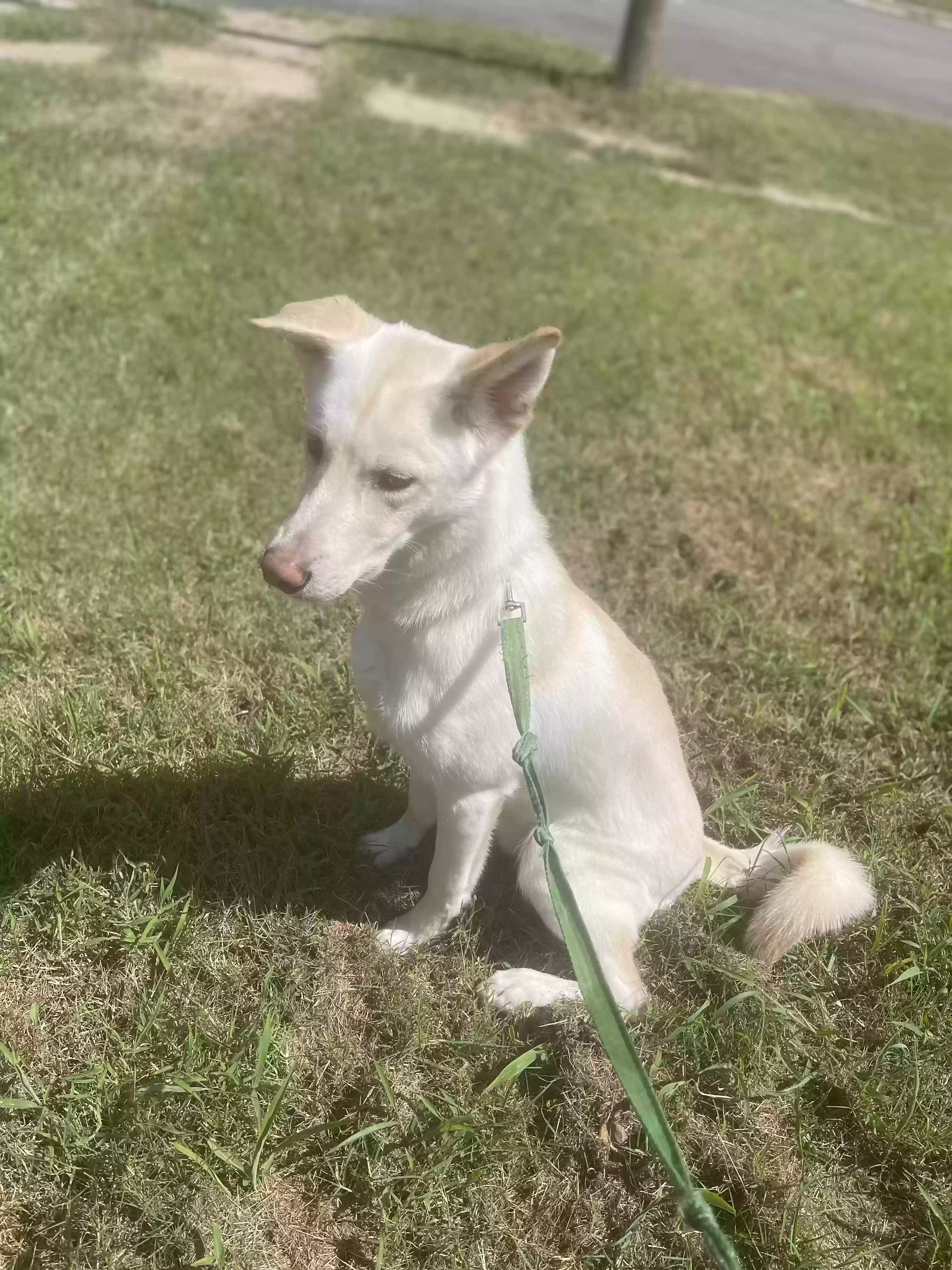 adoptable Dog in Saint Marys,KS named Dexter