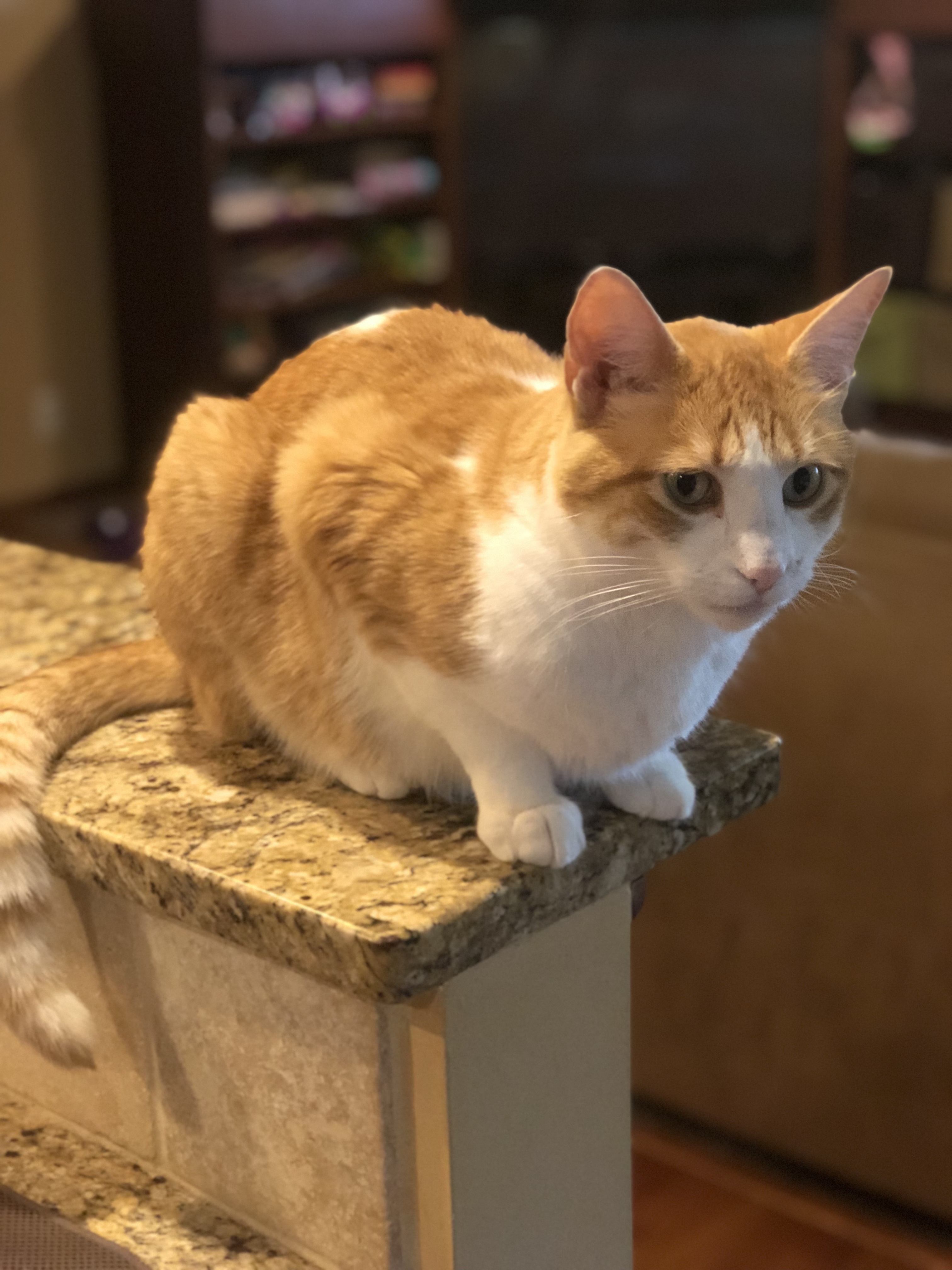 adoptable Cat in Shakopee,MN named Gus