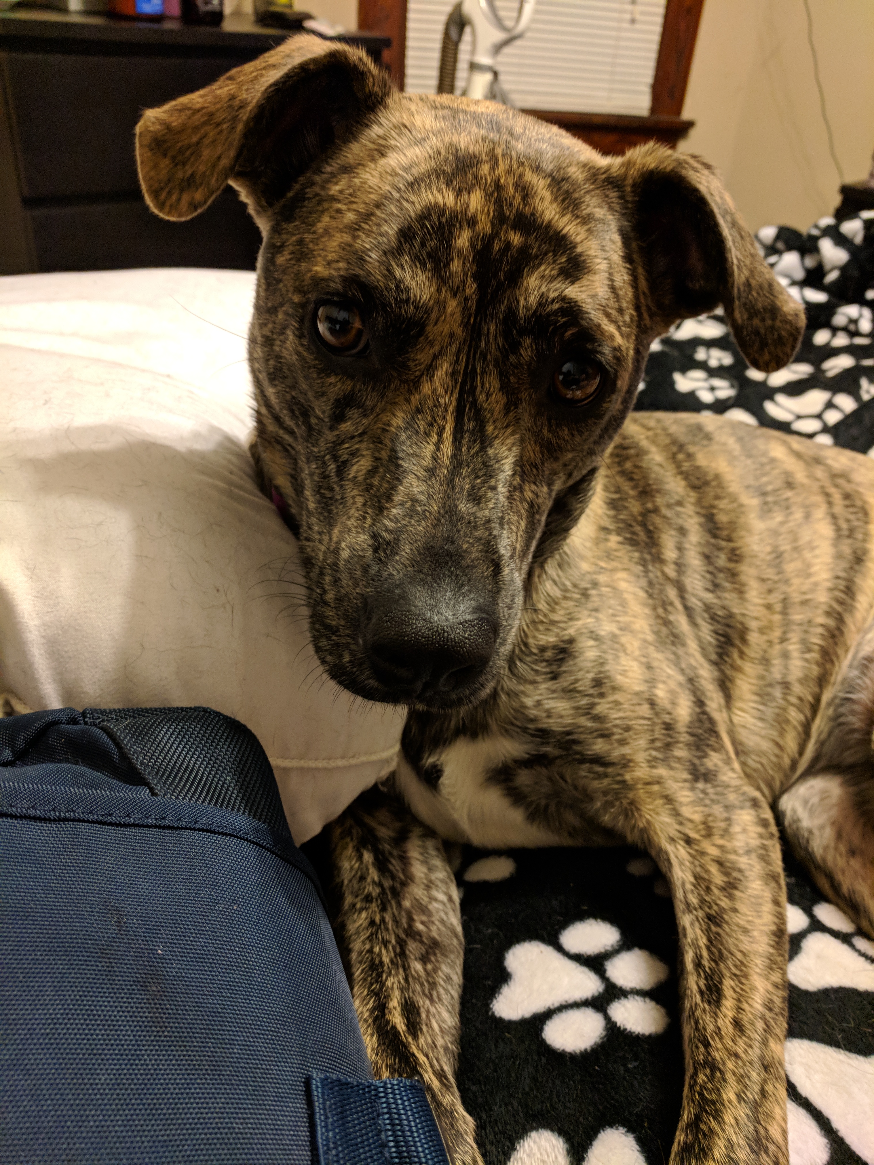 adoptable Dog in Cincinnati,OH named Oakley
