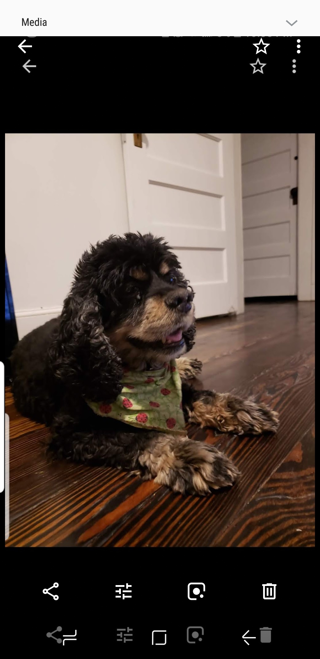 adoptable Dog in Newark,NJ named Coco