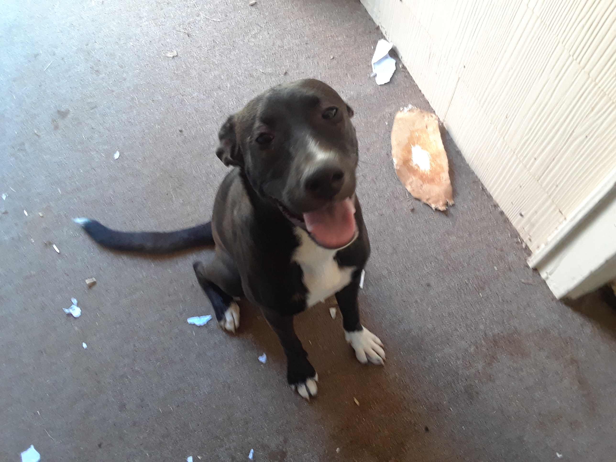 adoptable Dog in Gallatin,TN named Fiona