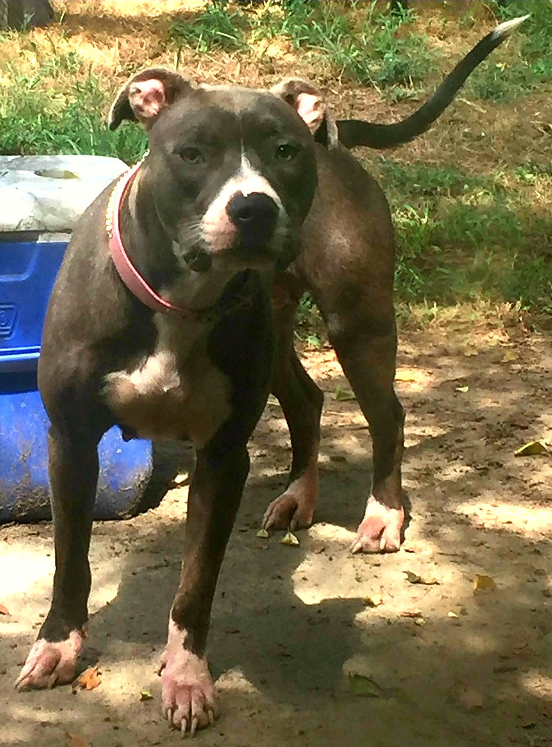 adoptable Dog in Atlanta,GA named Jazzy