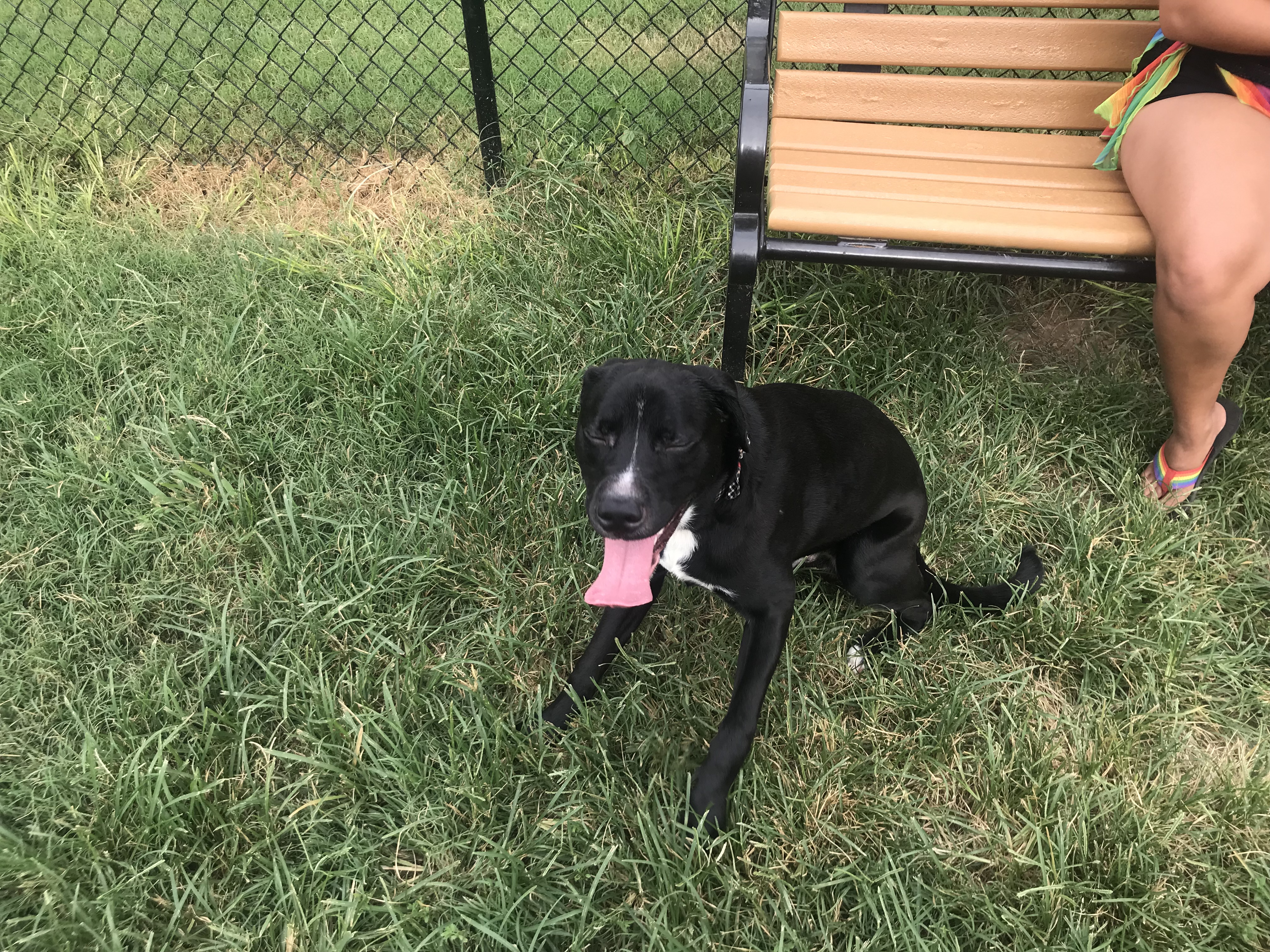 adoptable Dog in Hendersonville,TN named Cooper