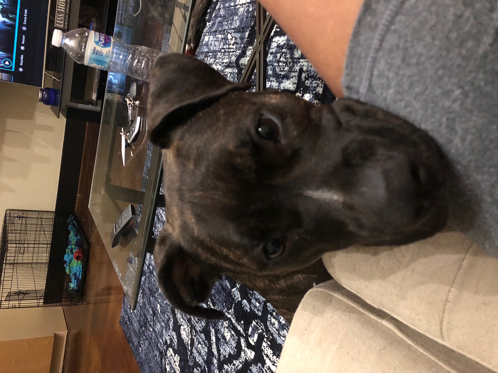 adoptable Dog in Marietta,GA named Pepper