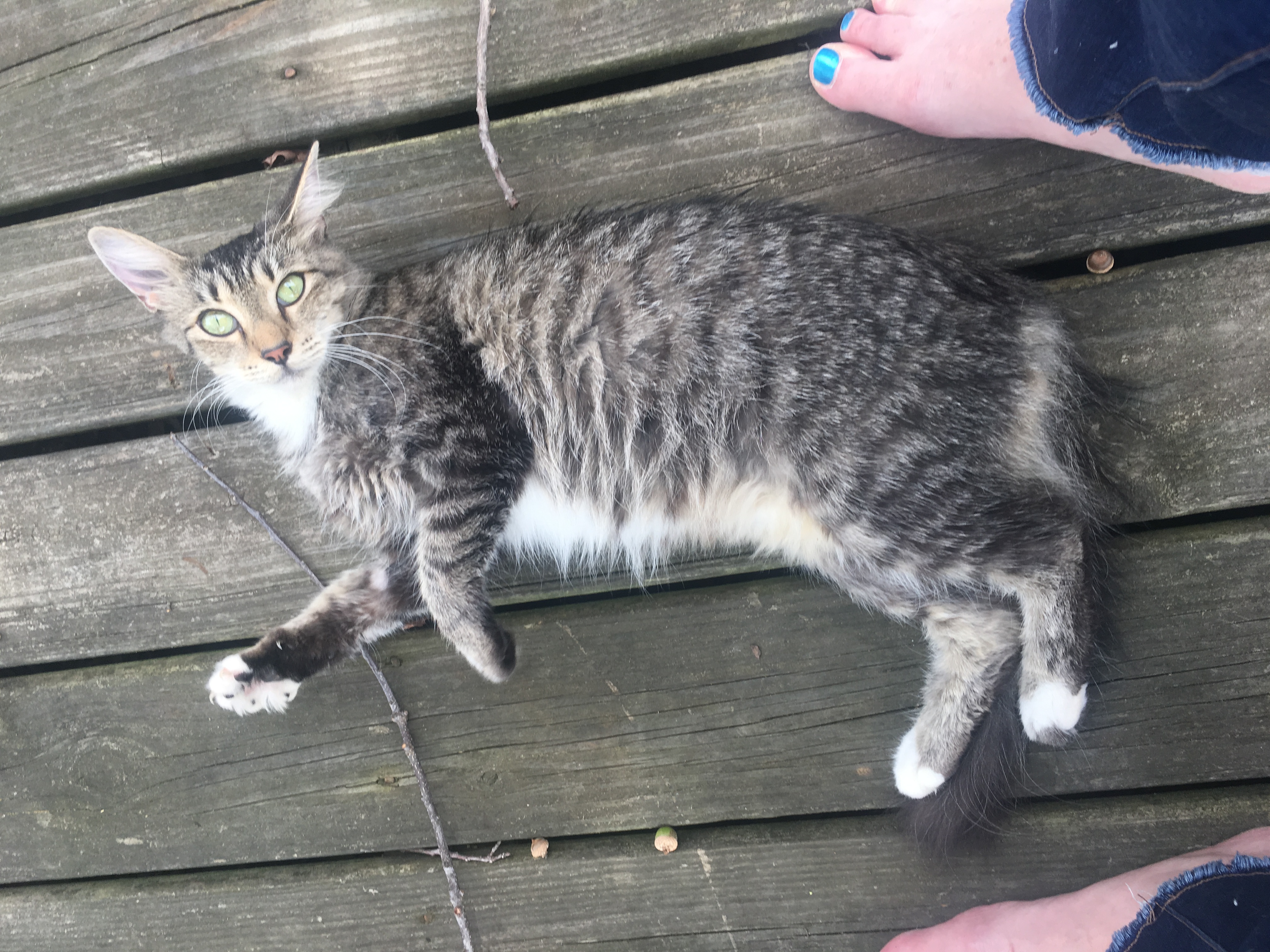 adoptable Cat in Hartselle,AL named Sweet Stray