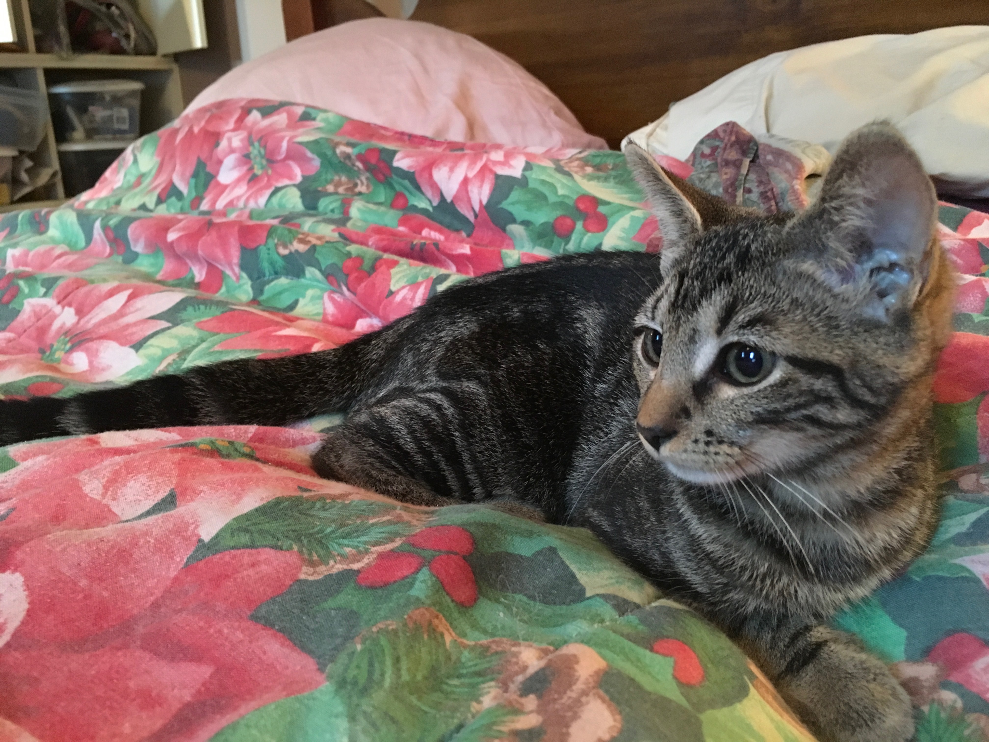 adoptable Cat in Petersburg,VA named Whinny